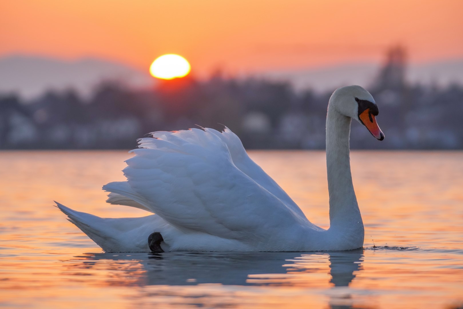 Mute Swan
