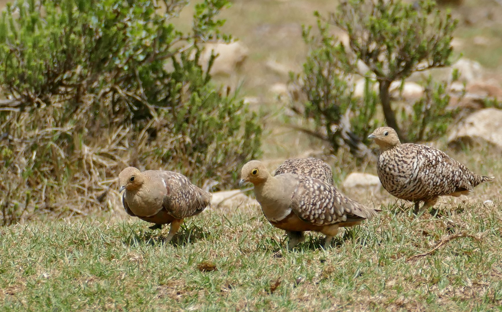 Namaqua Sandgrouse