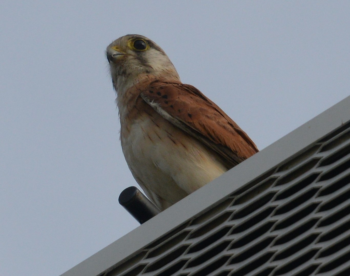 Nankeen Kestrel