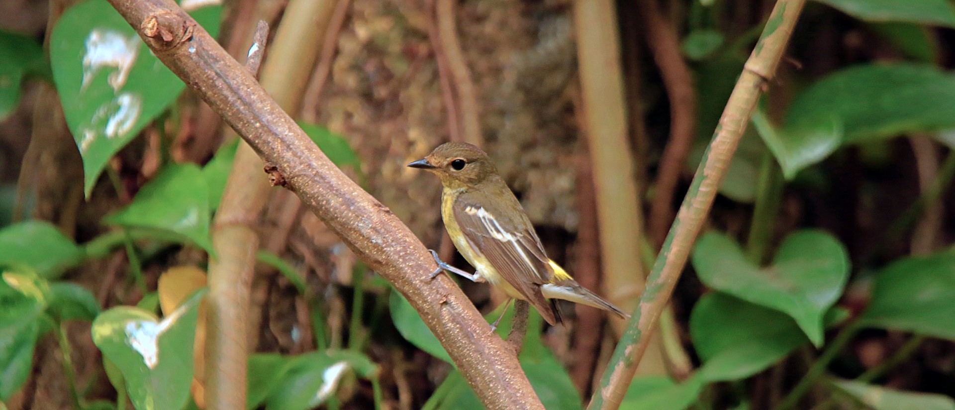 Narcissus Flycatcher