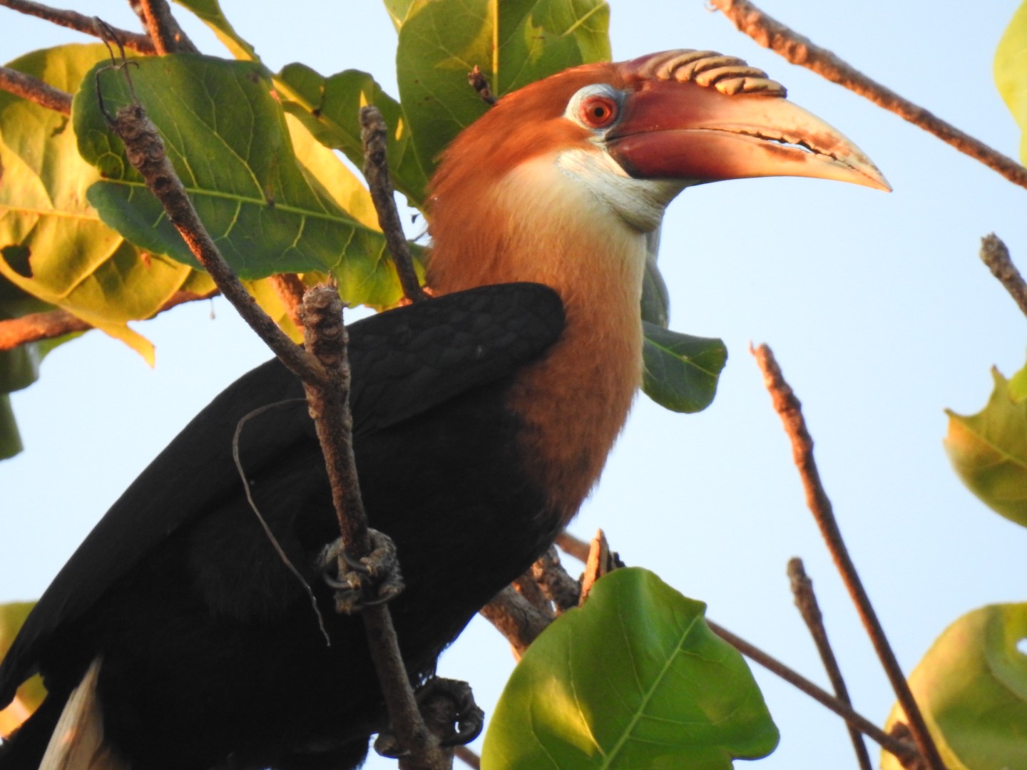 Narcondam Hornbill