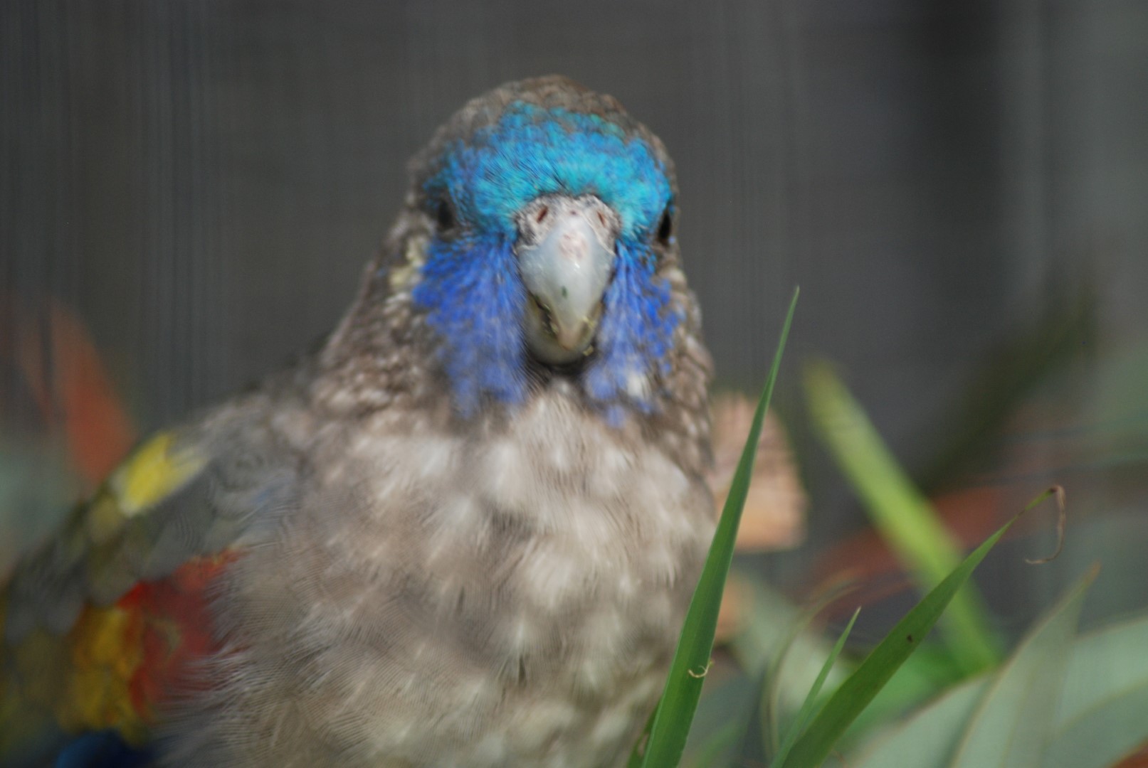 Naretha blue-tongue lizard