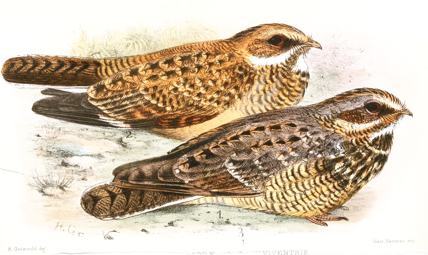 Natal Nightjar