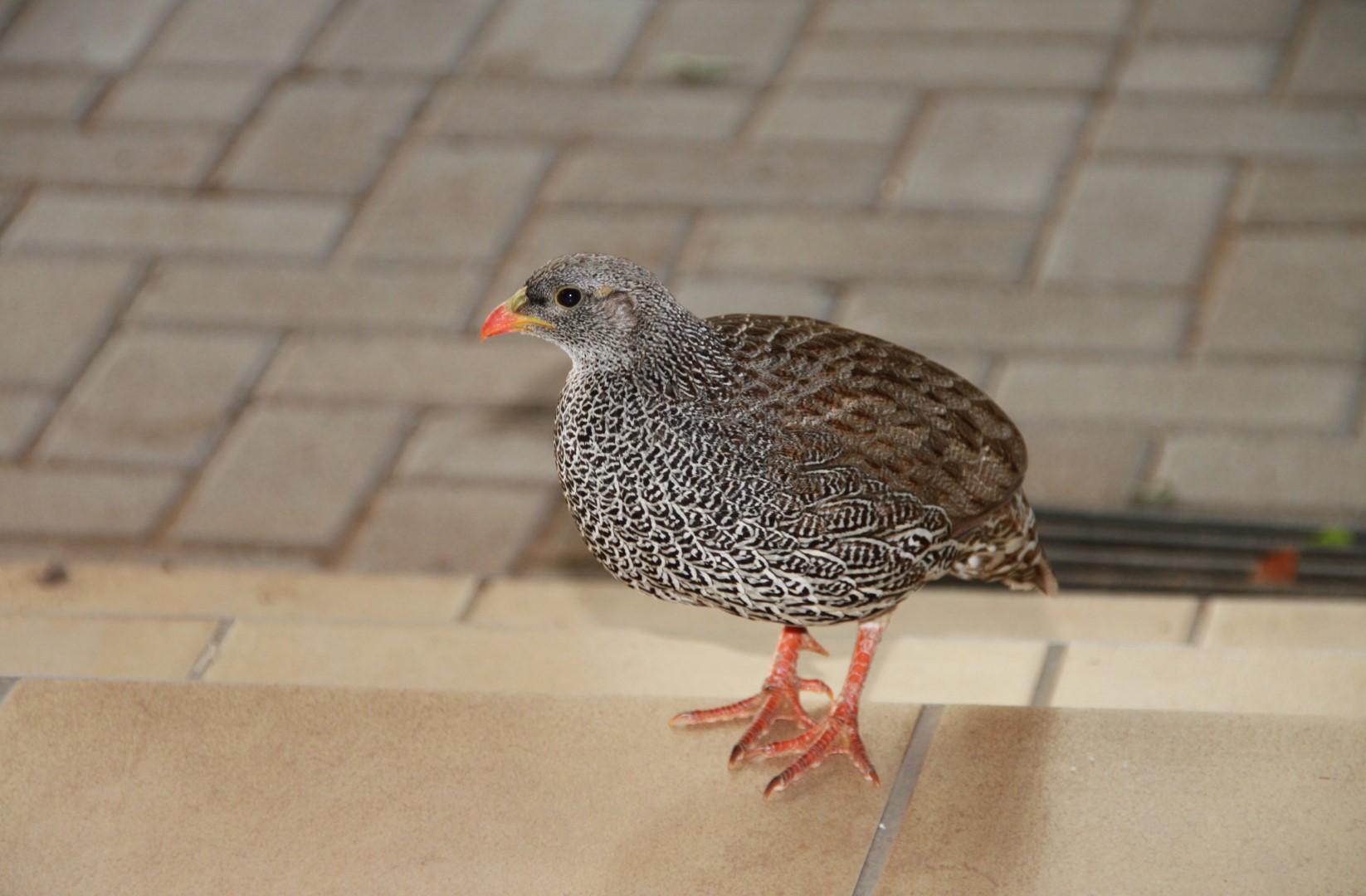 Natal spurfowl