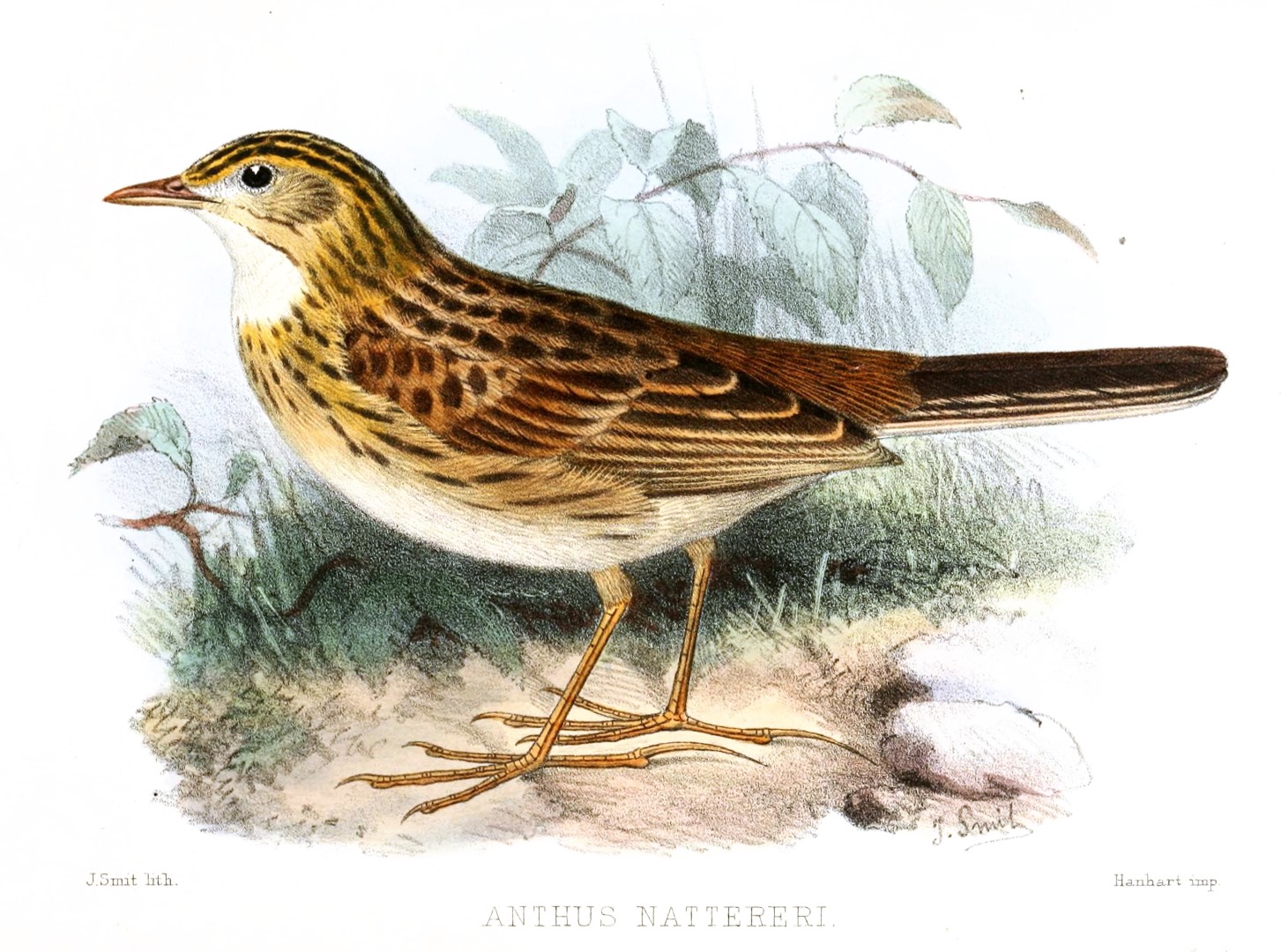 Natterer's Pipit