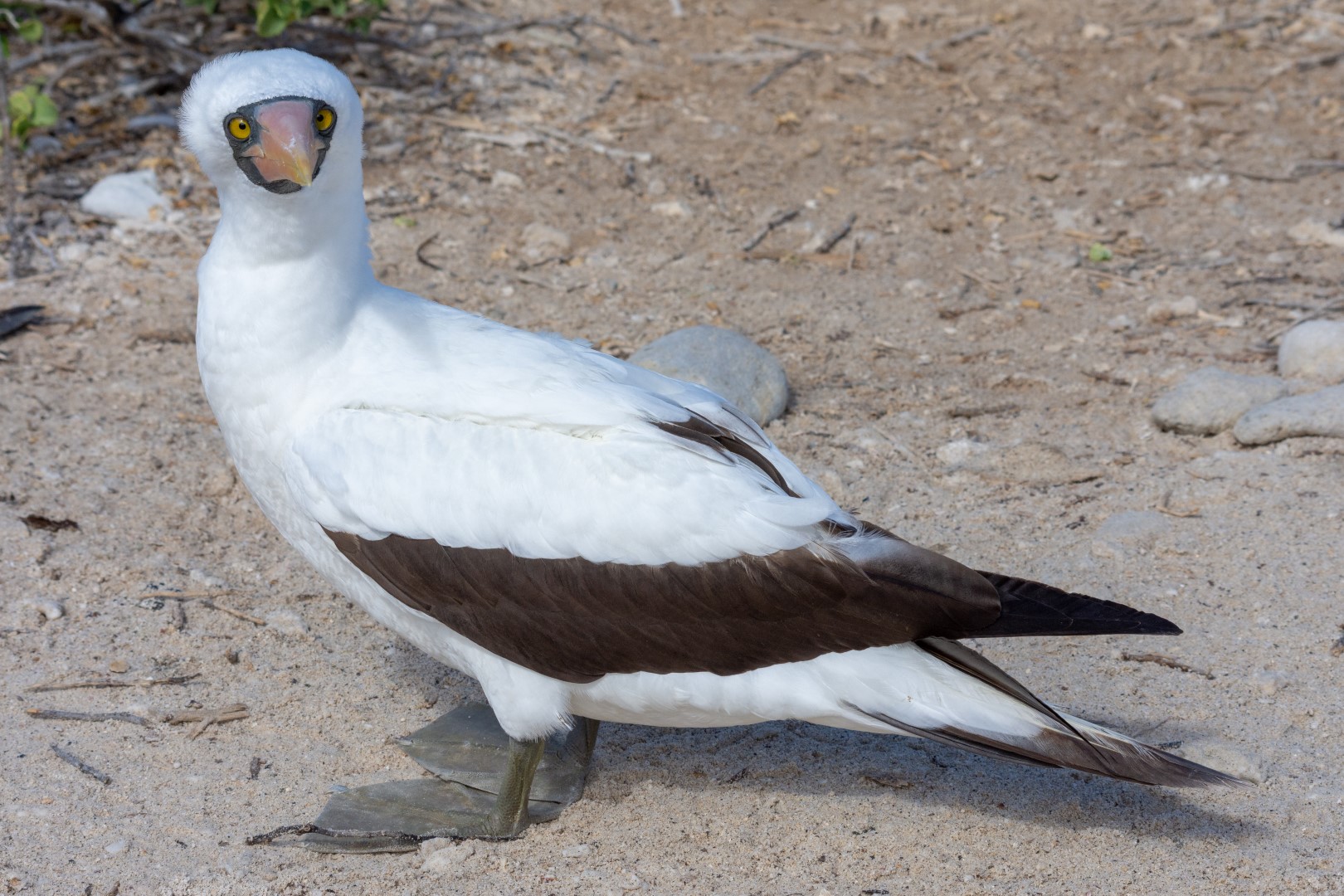 Nazca booby