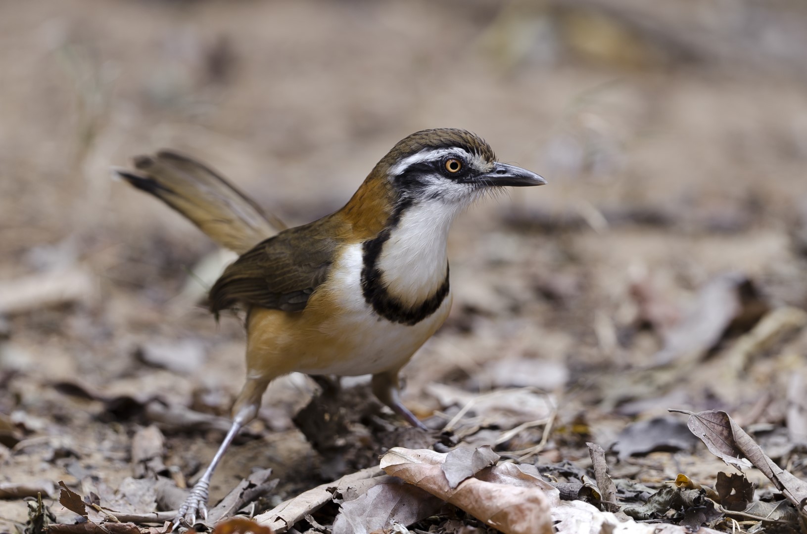 Necklaced Laughingthrush