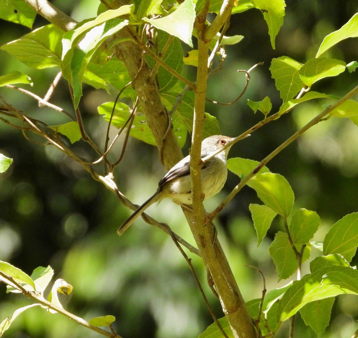 Necklaced Spinetail