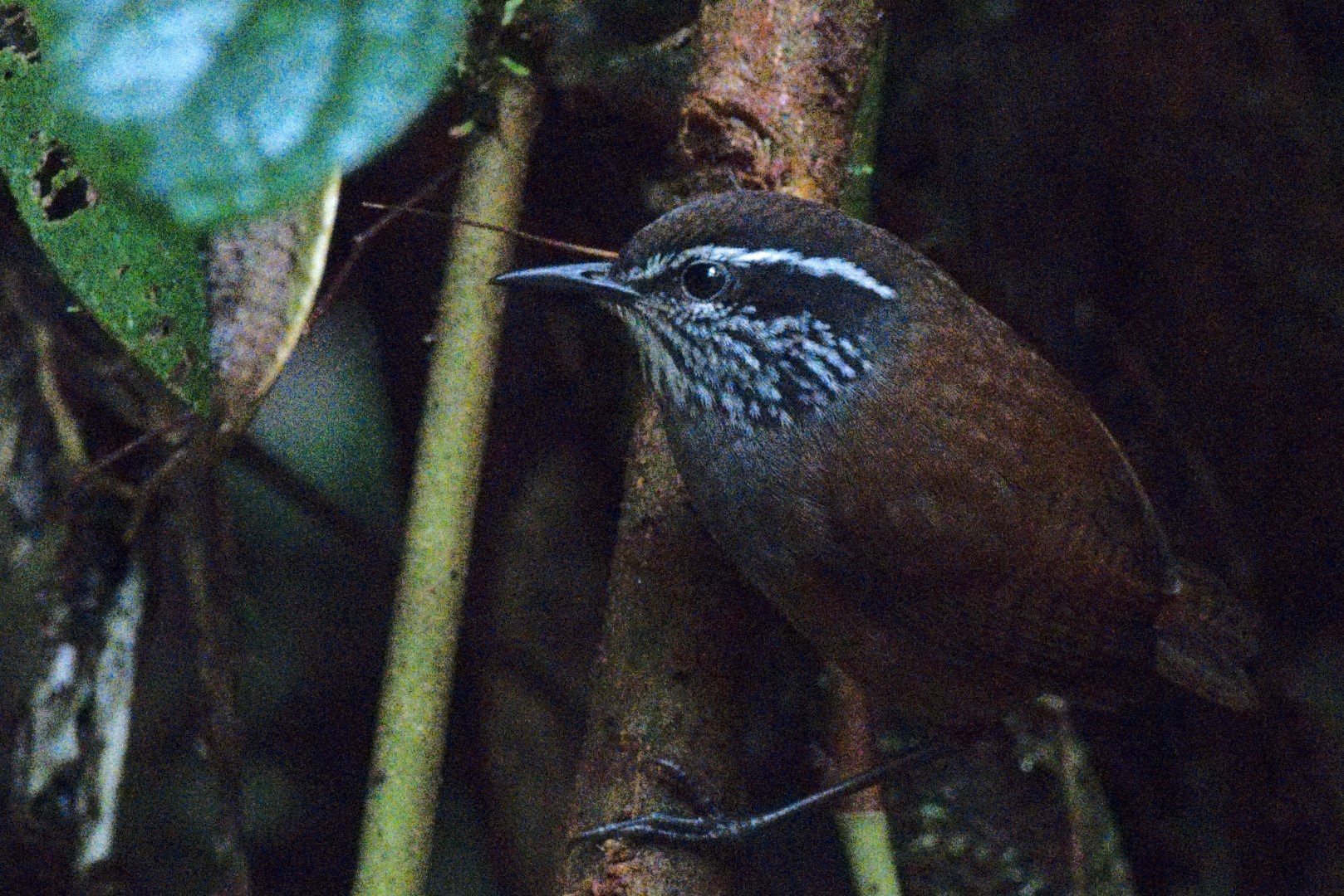 Negreti's Antpitta