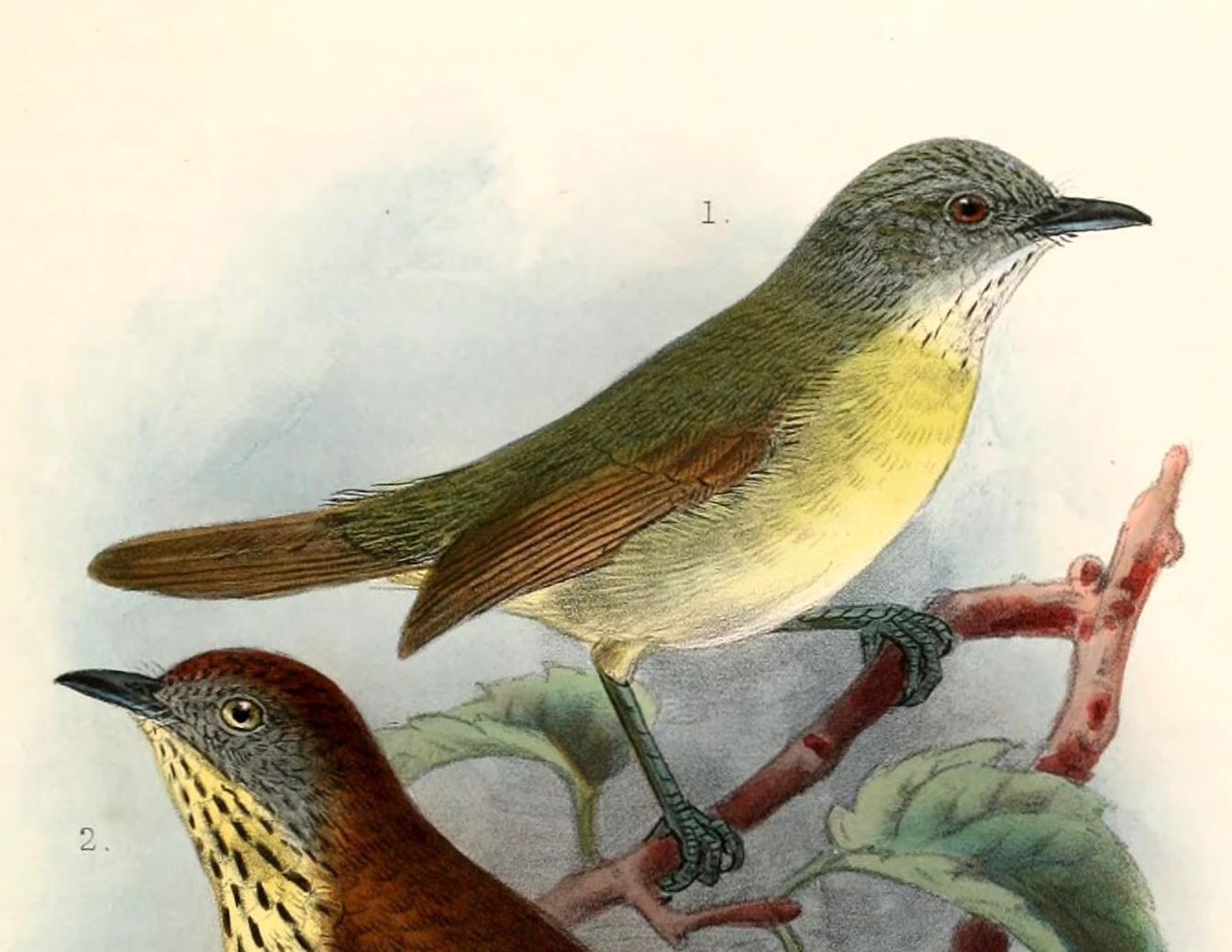 Negros Striped Babbler