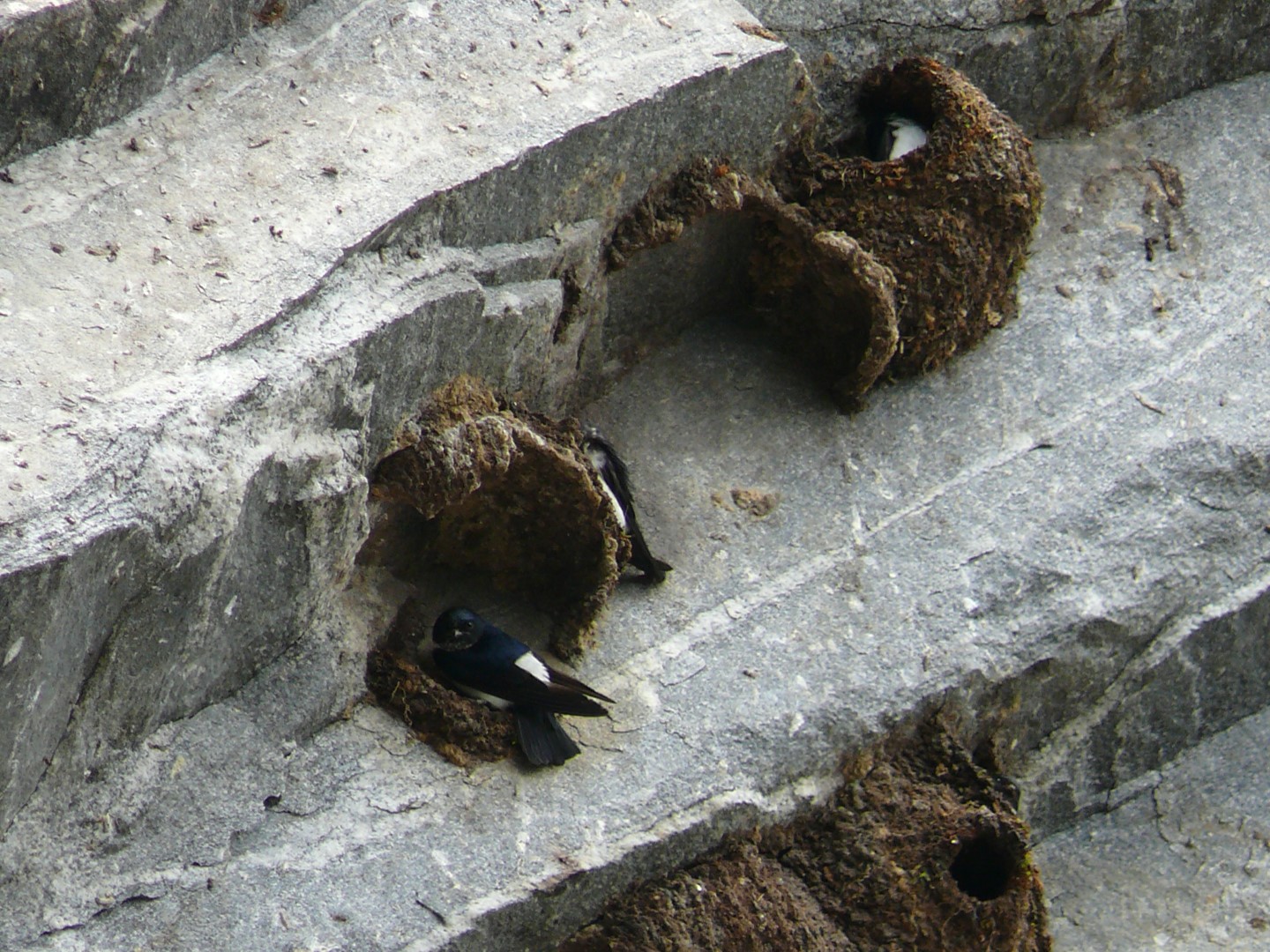 Nepal House Martin