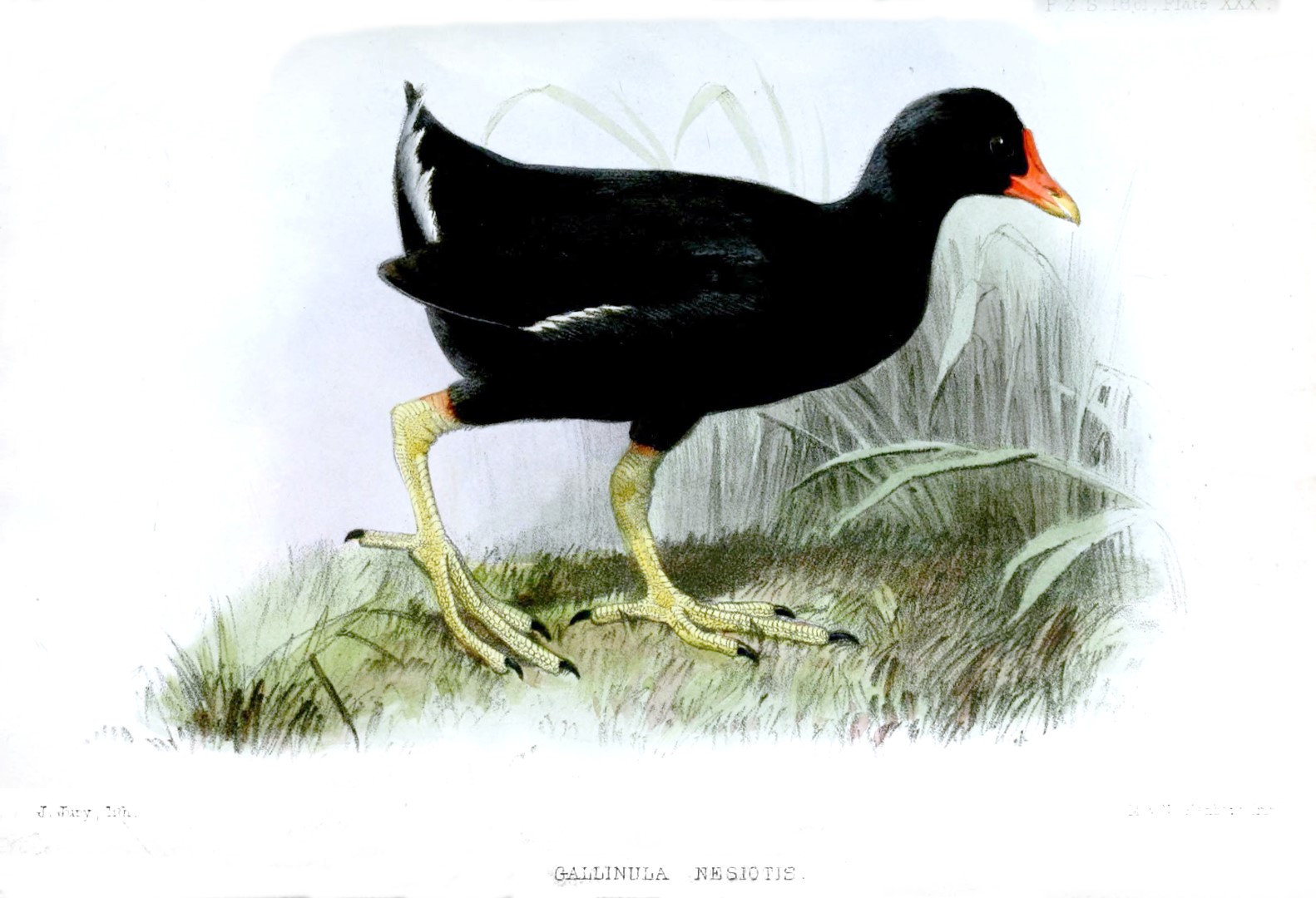 Nesiotis Gallinule