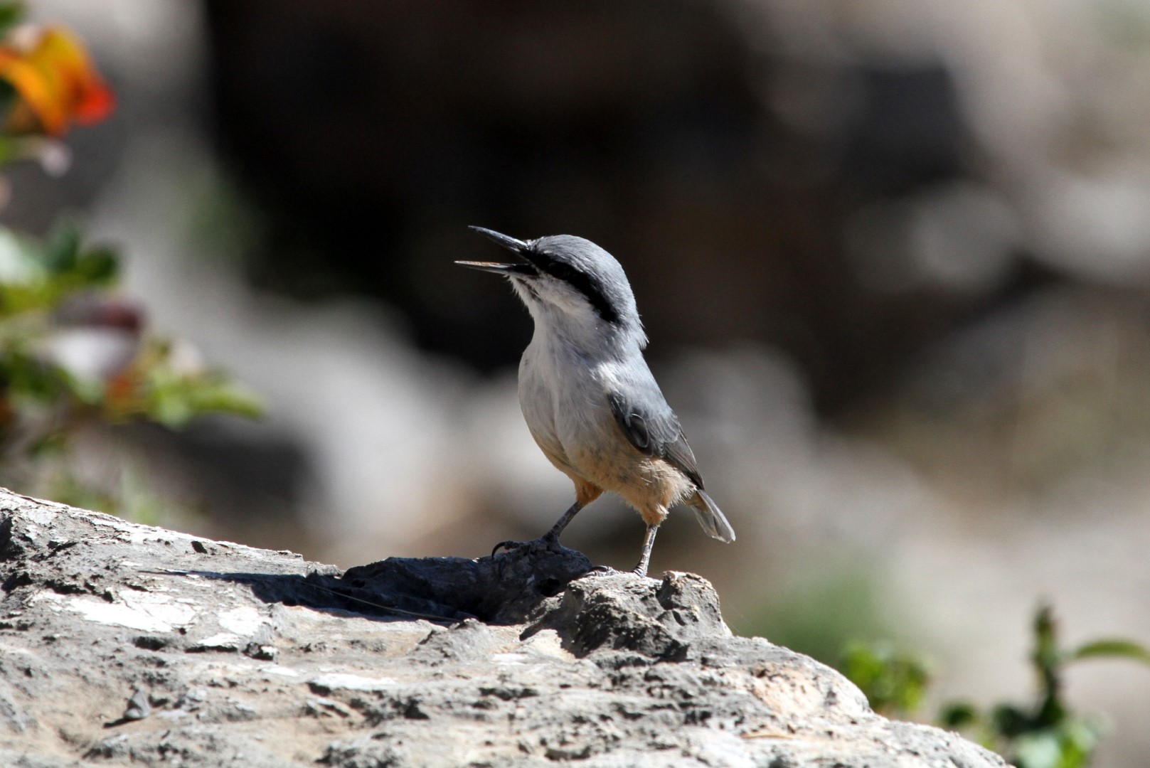 Neumayer's nuthatch