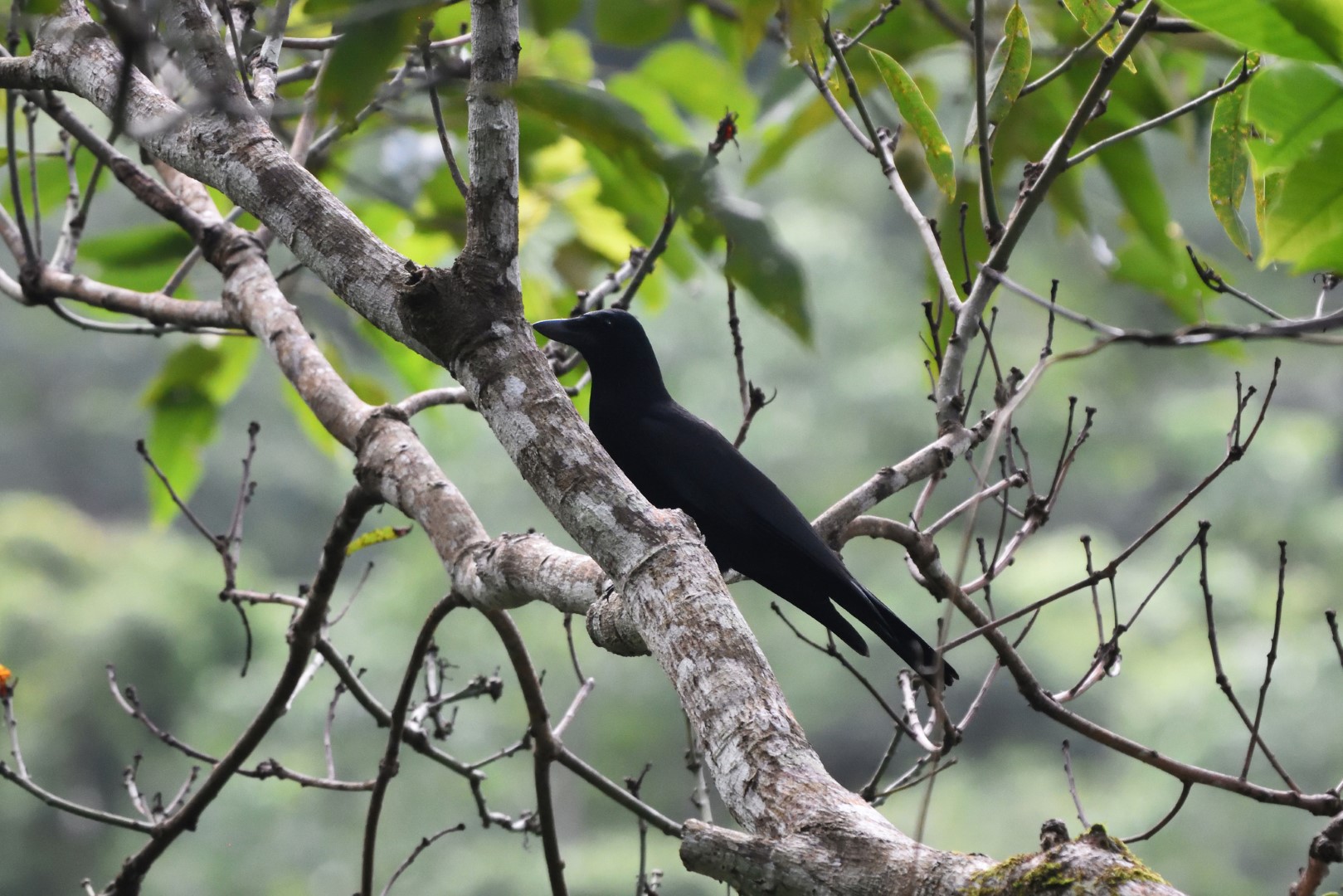 New Caledonian crow
