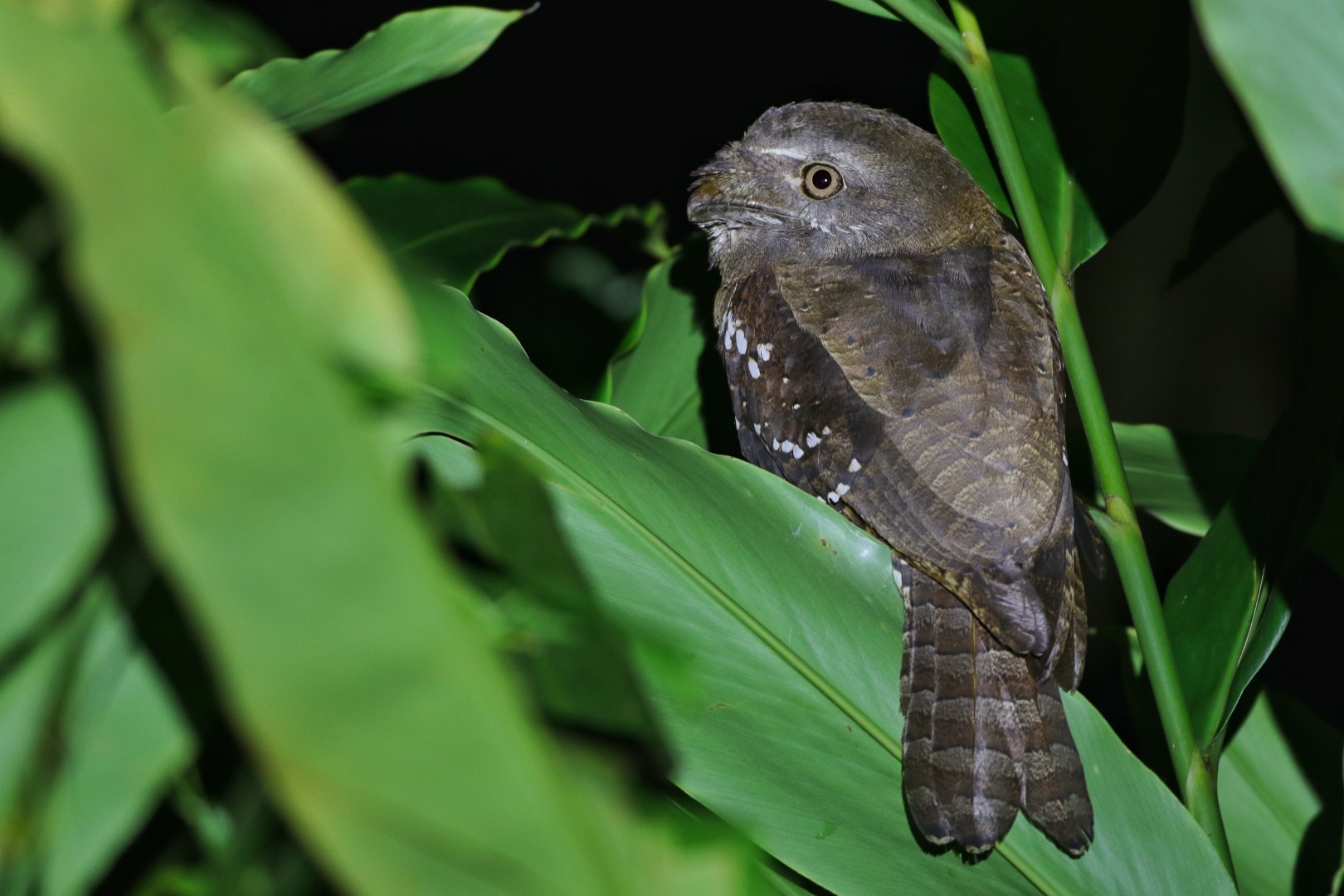 New Caledonian Owlet-nightjar