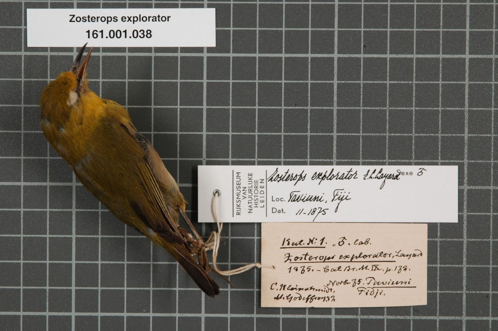 New Caledonian White-eye
