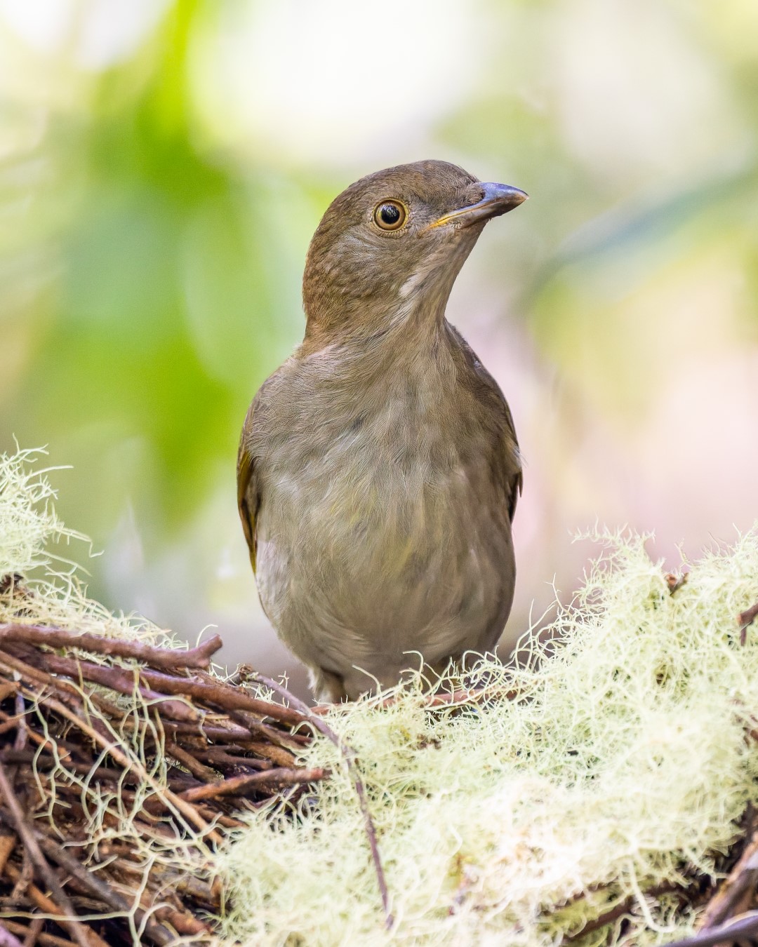 New Guinea Flightless Long-beaked Bird-of-Paradise