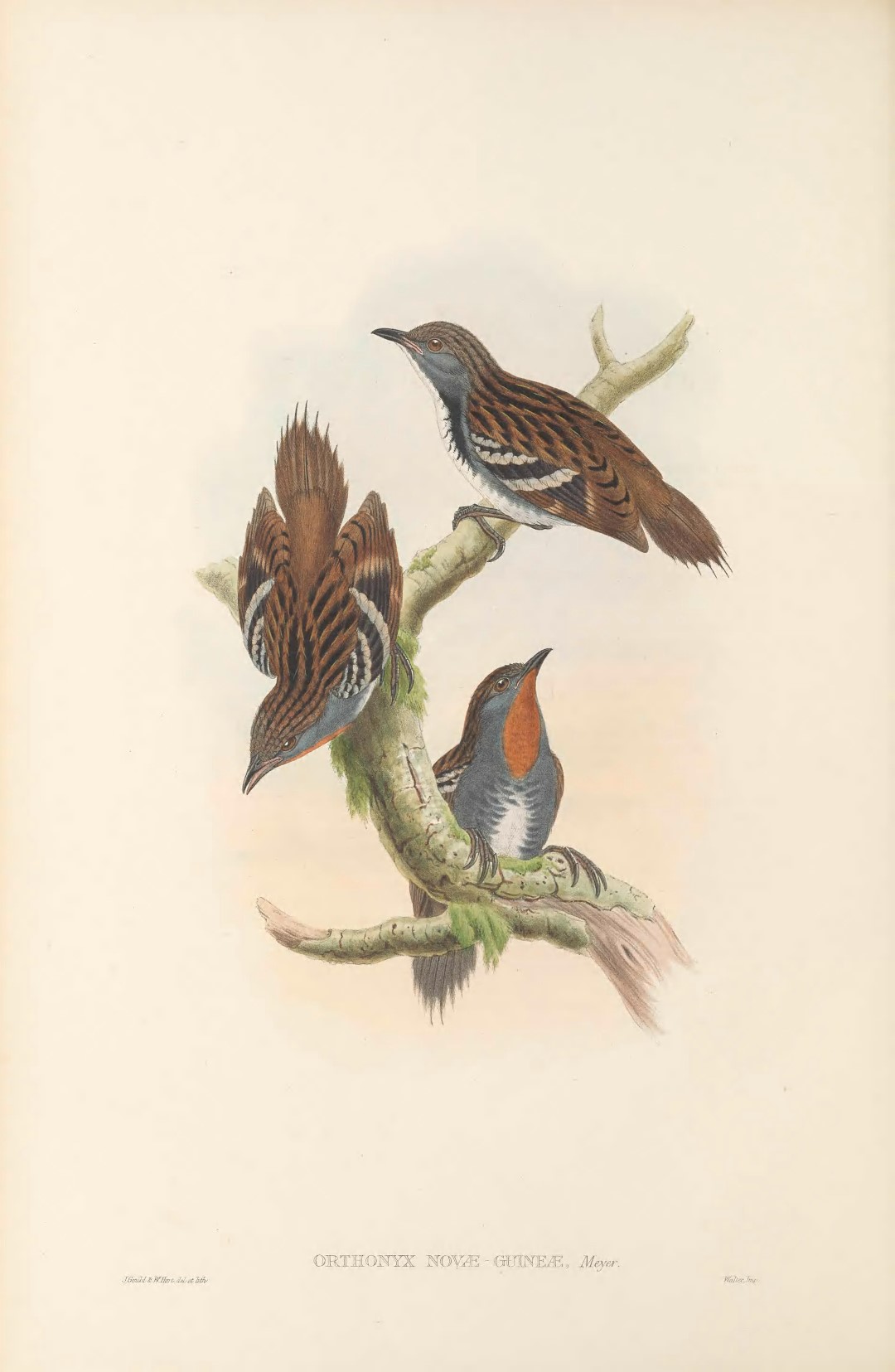 New Guinea Logrunner