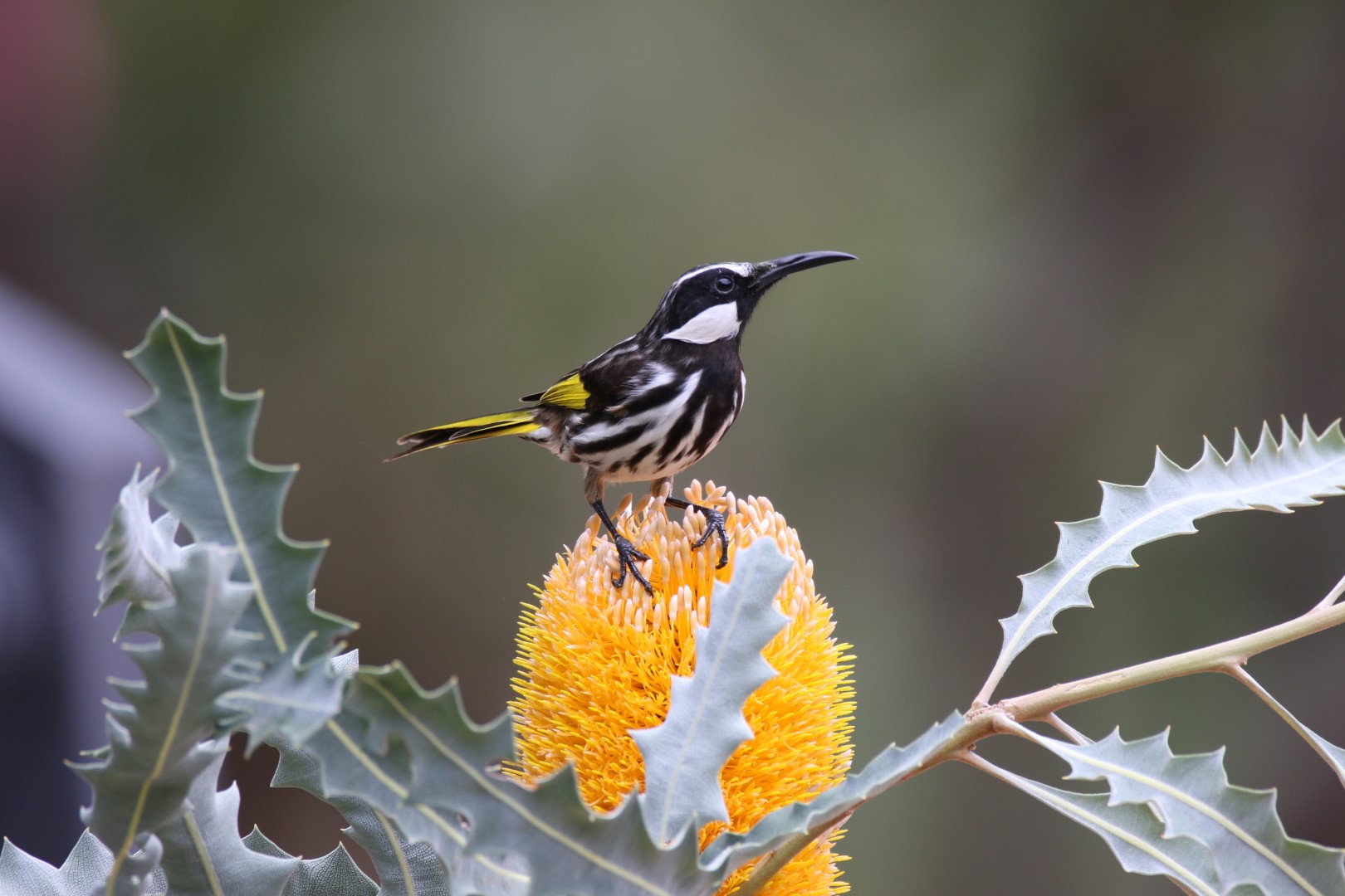 New Holland Honeyeater