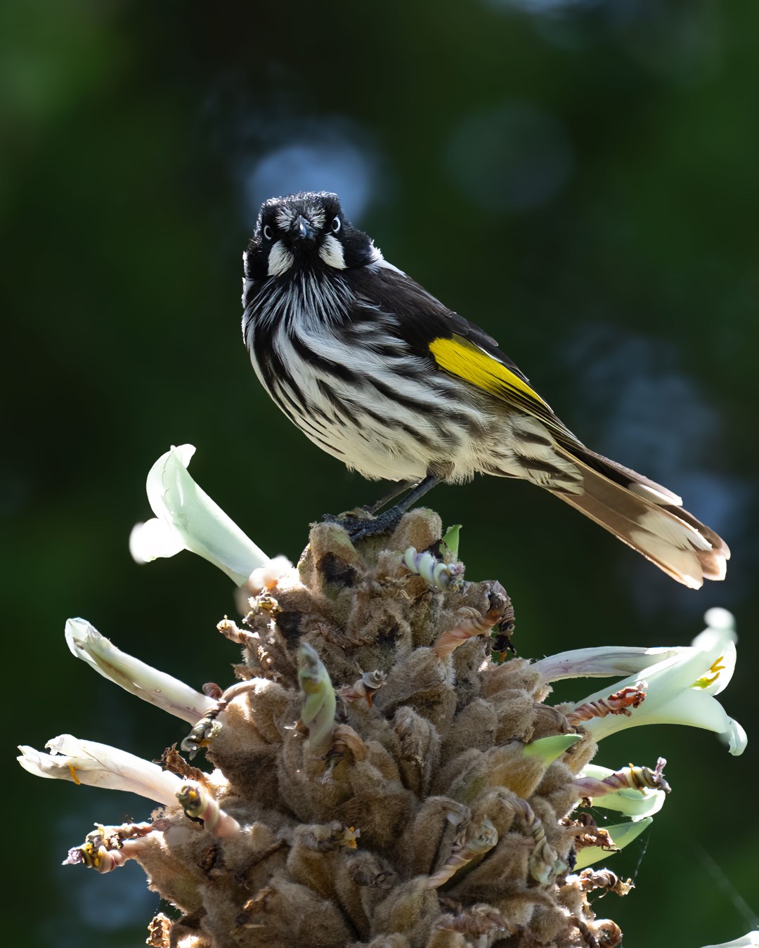 New Holland Honeyeater