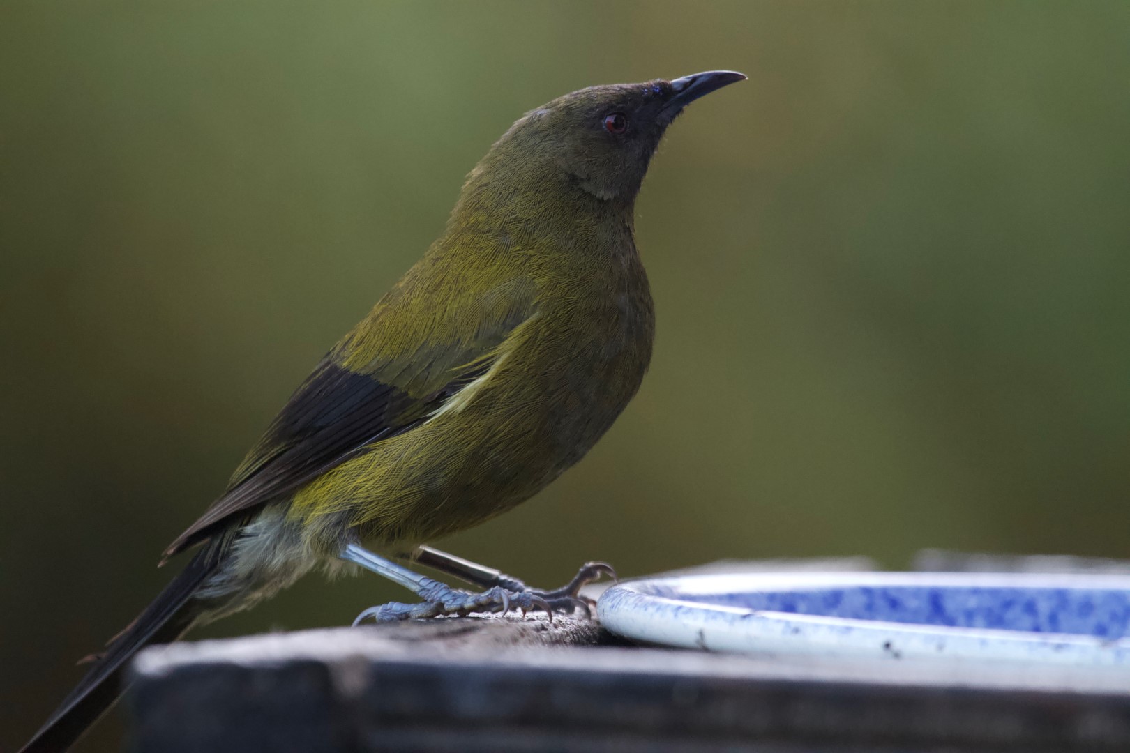New Zealand bellbird