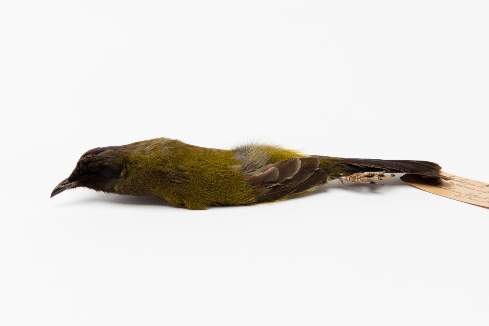 New Zealand bellbird