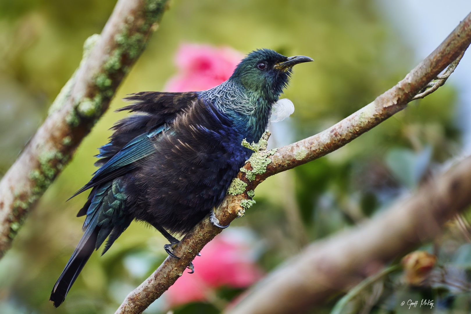 New Zealand Bellbird