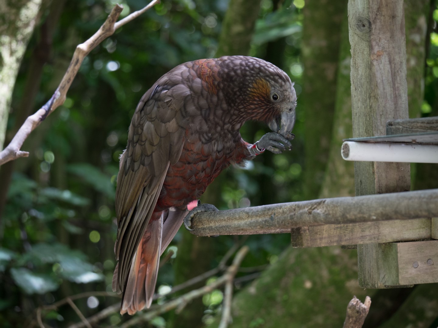 New Zealand Kaka