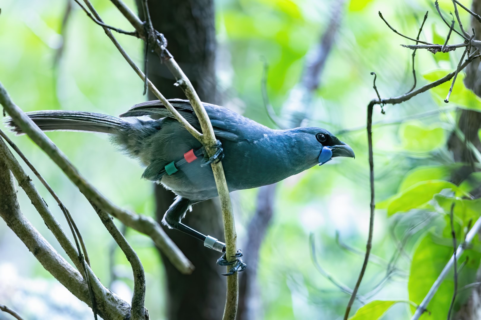 New Zealand Kokako