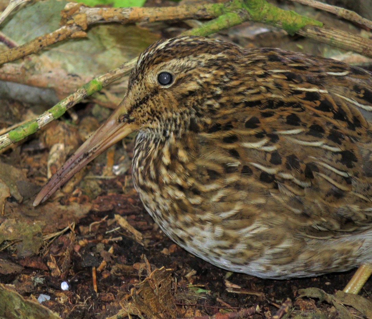 New Zealand Little Banded Dotterel
