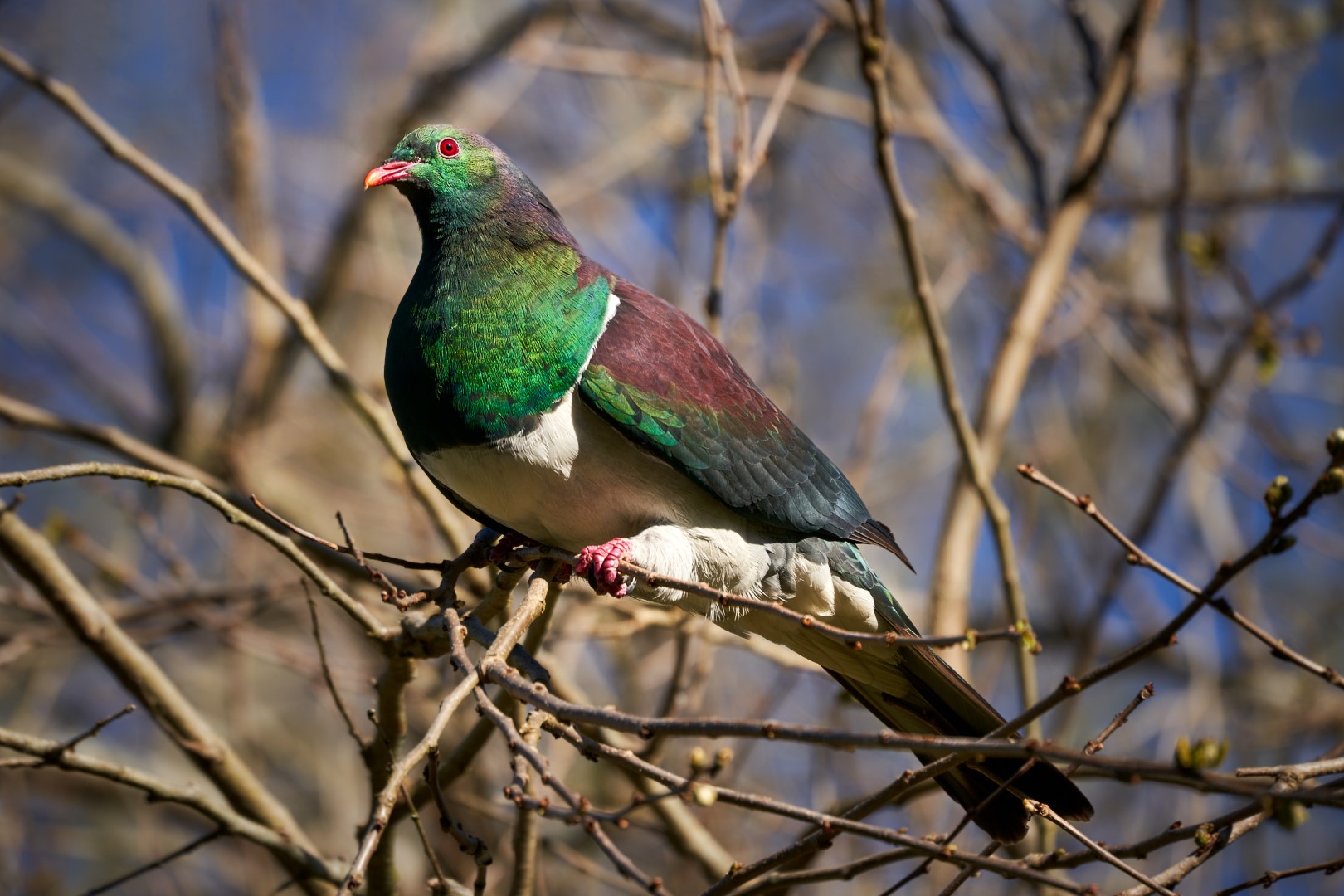New Zealand Pigeon