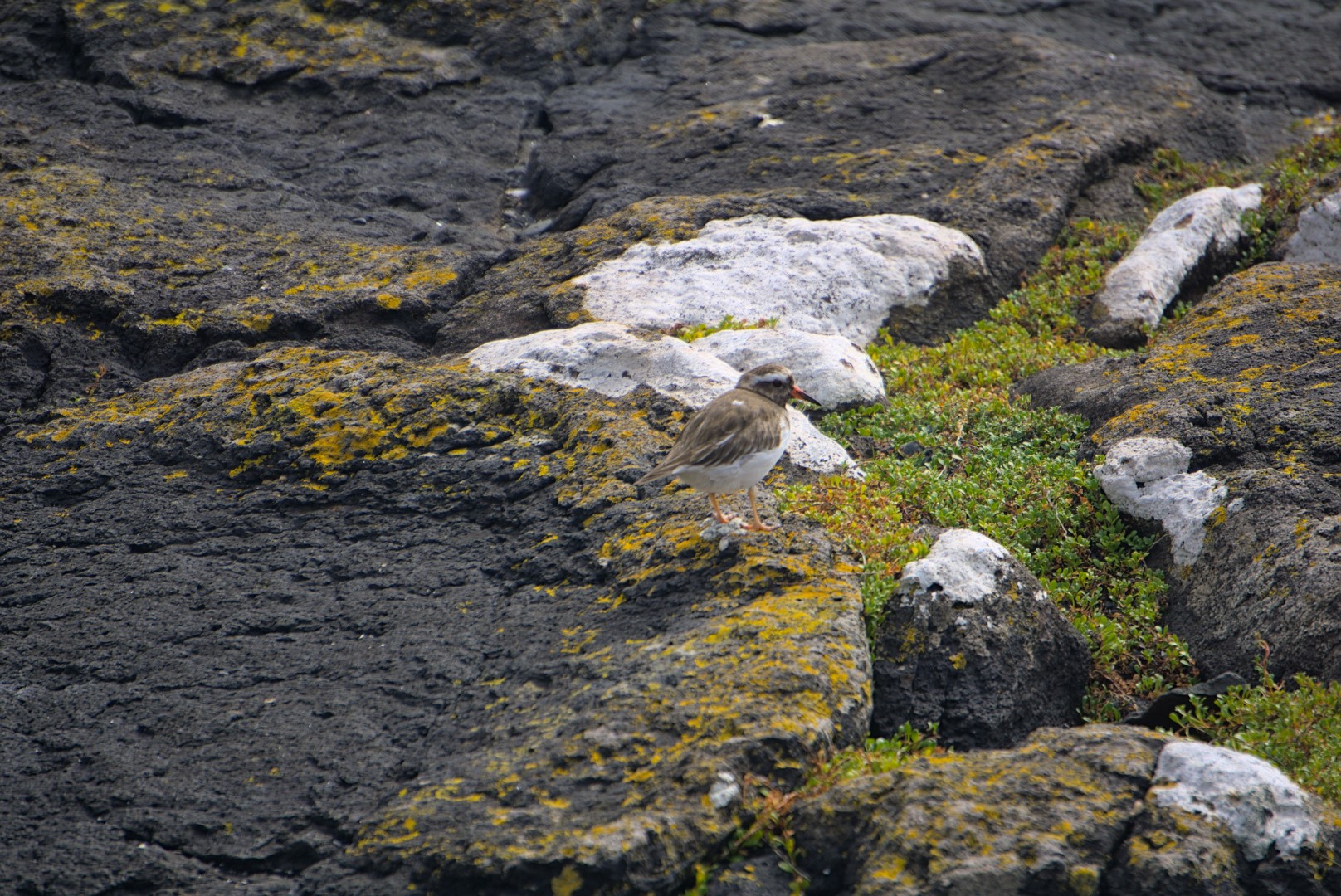 New Zealand Plover