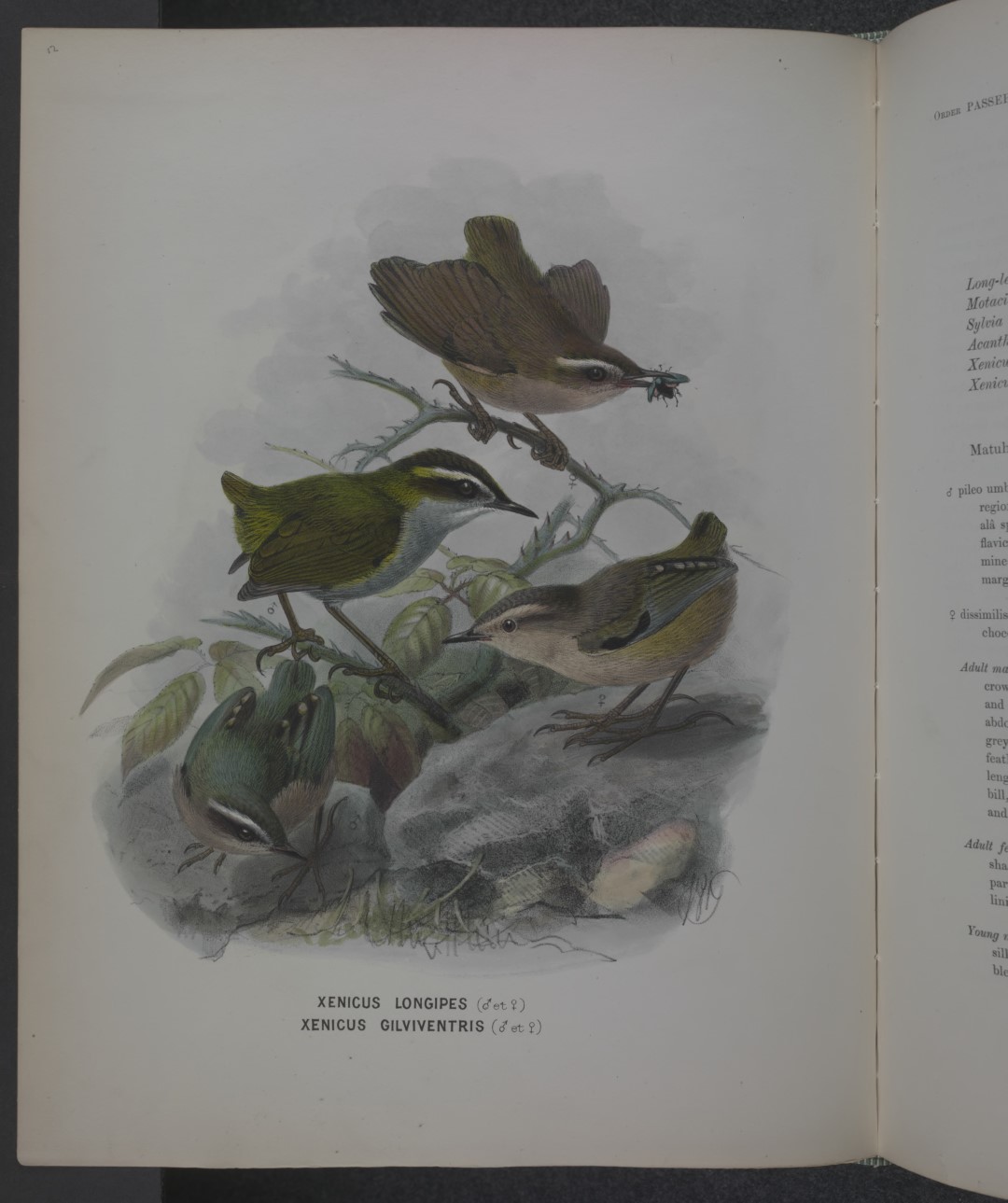 New Zealand Rock Wren