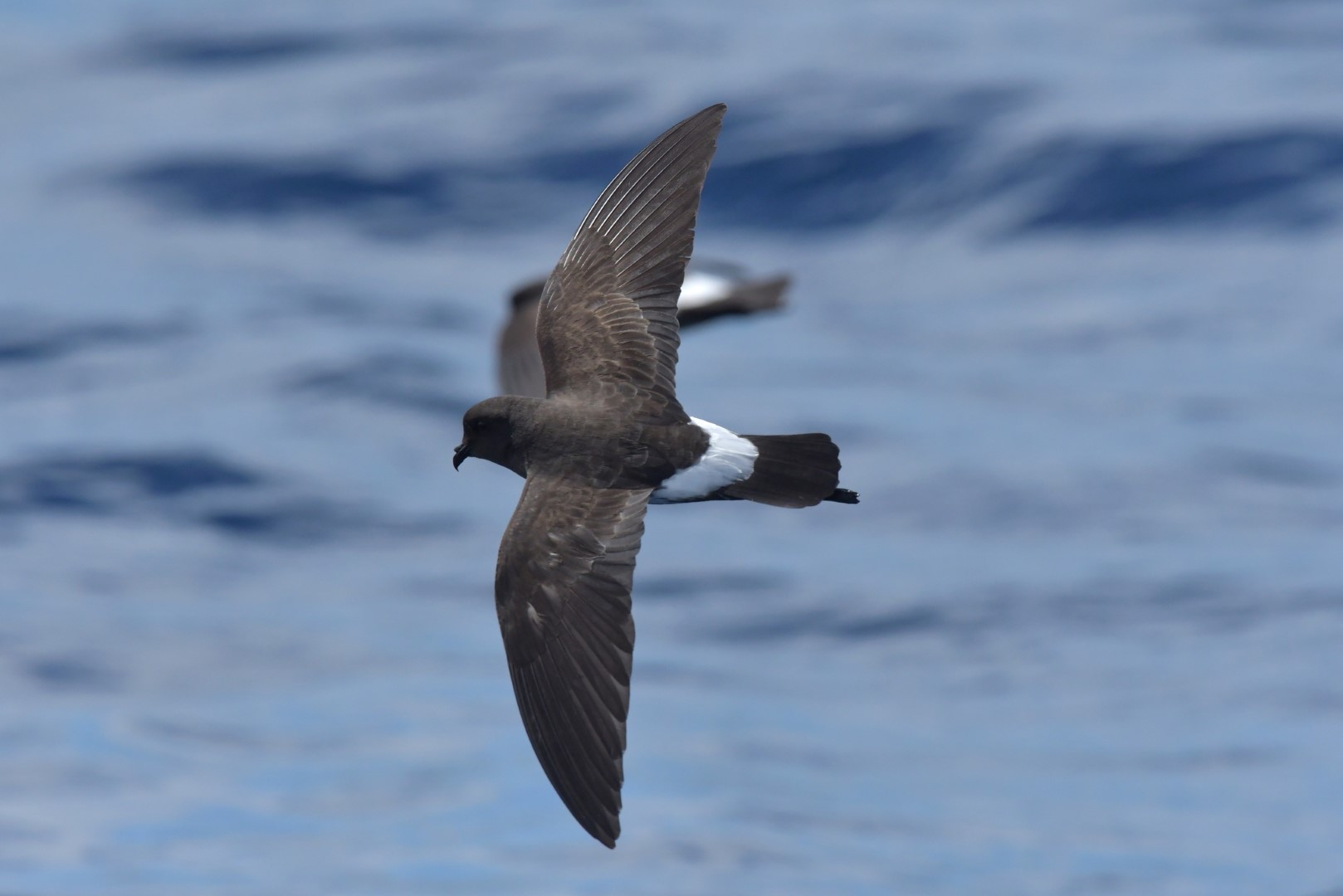 New Zealand Storm Petrel