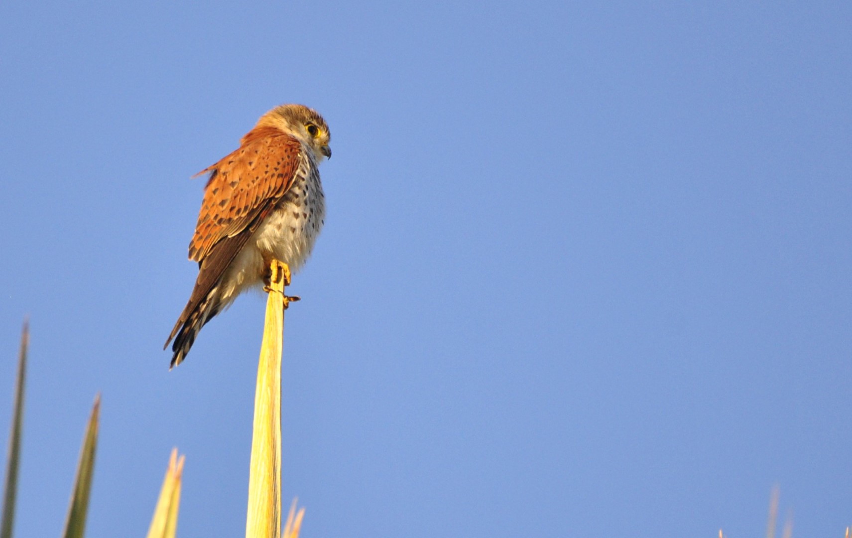 Newton's kestrel