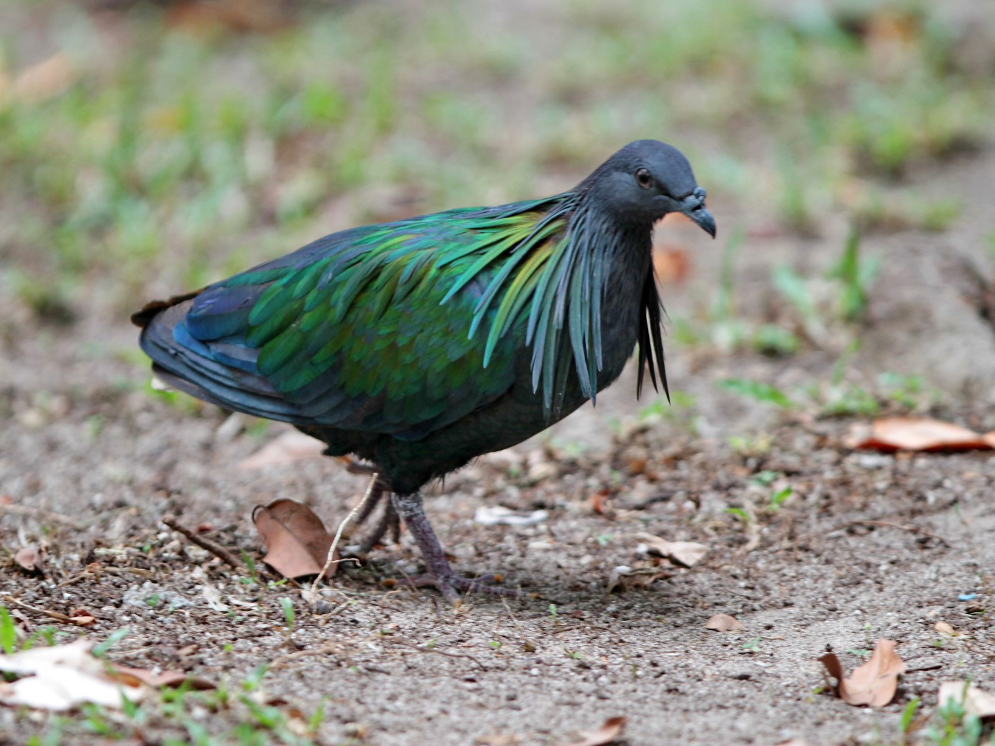 Nicobar pigeon