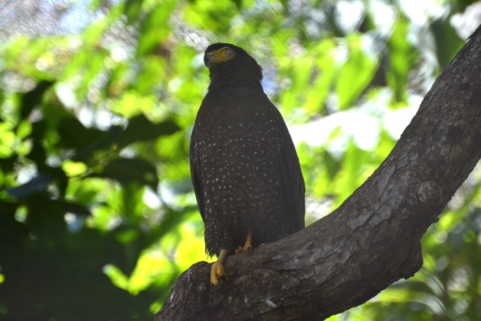 Nicobar serpent eagle