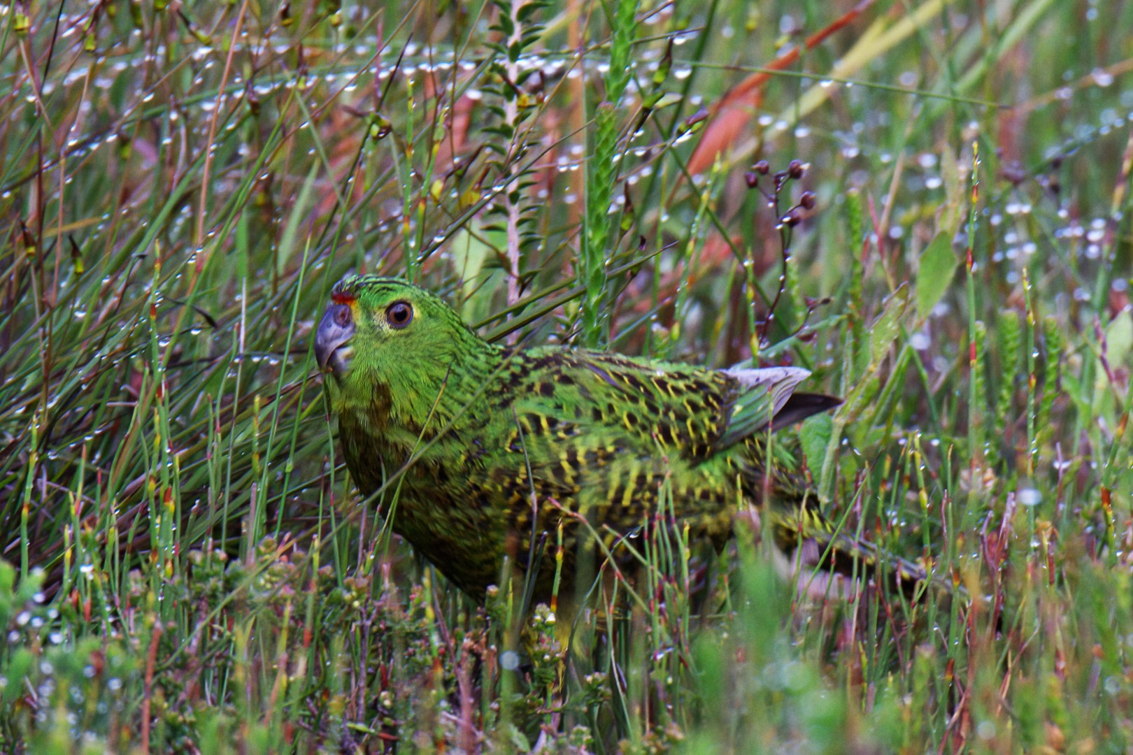 Night Parrot