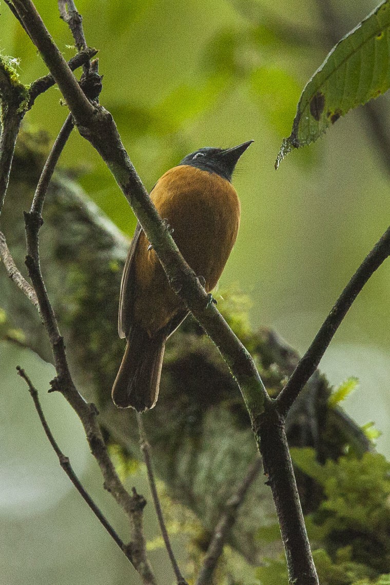 Nilgiri flycatcher