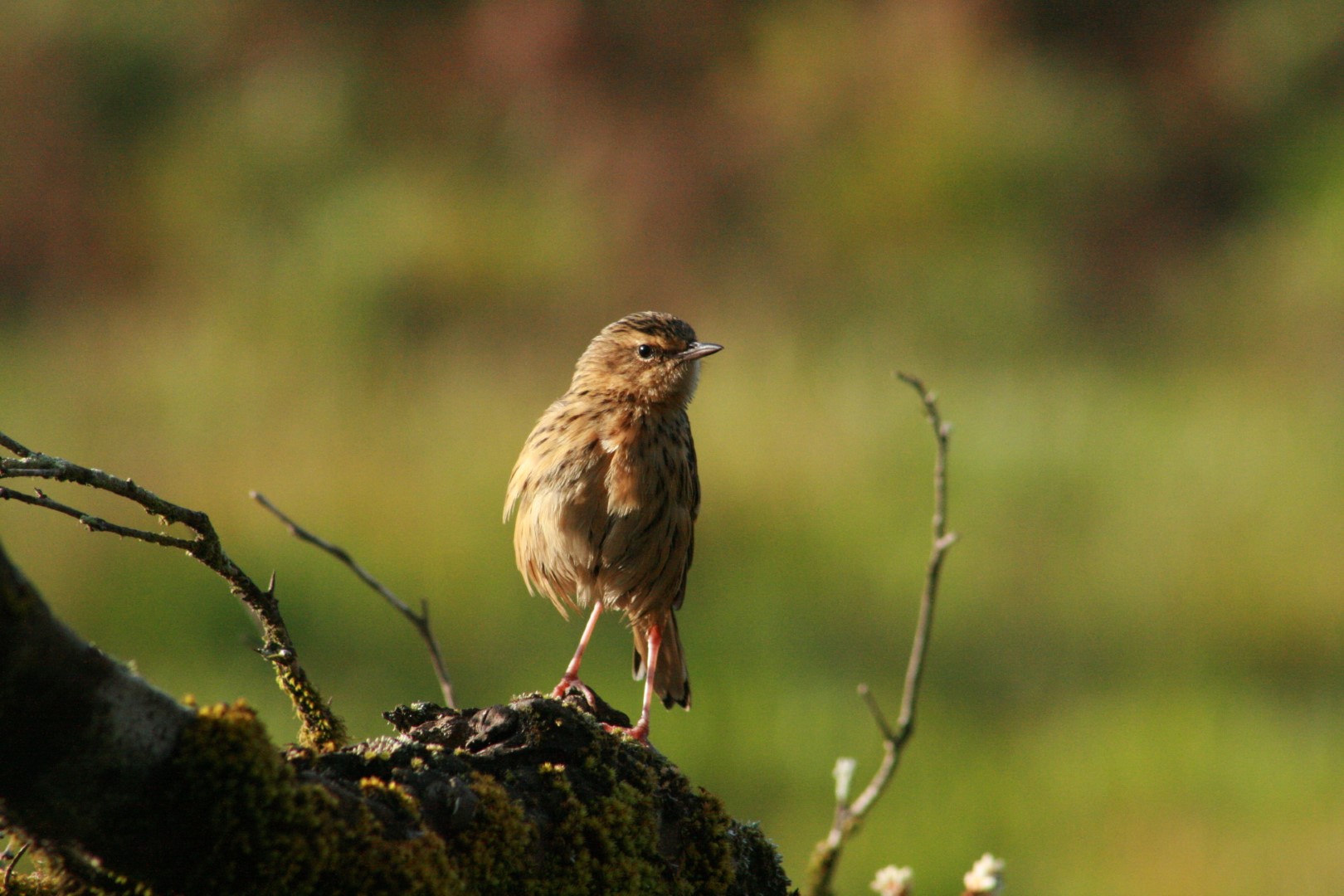 Nilgiri Pipit