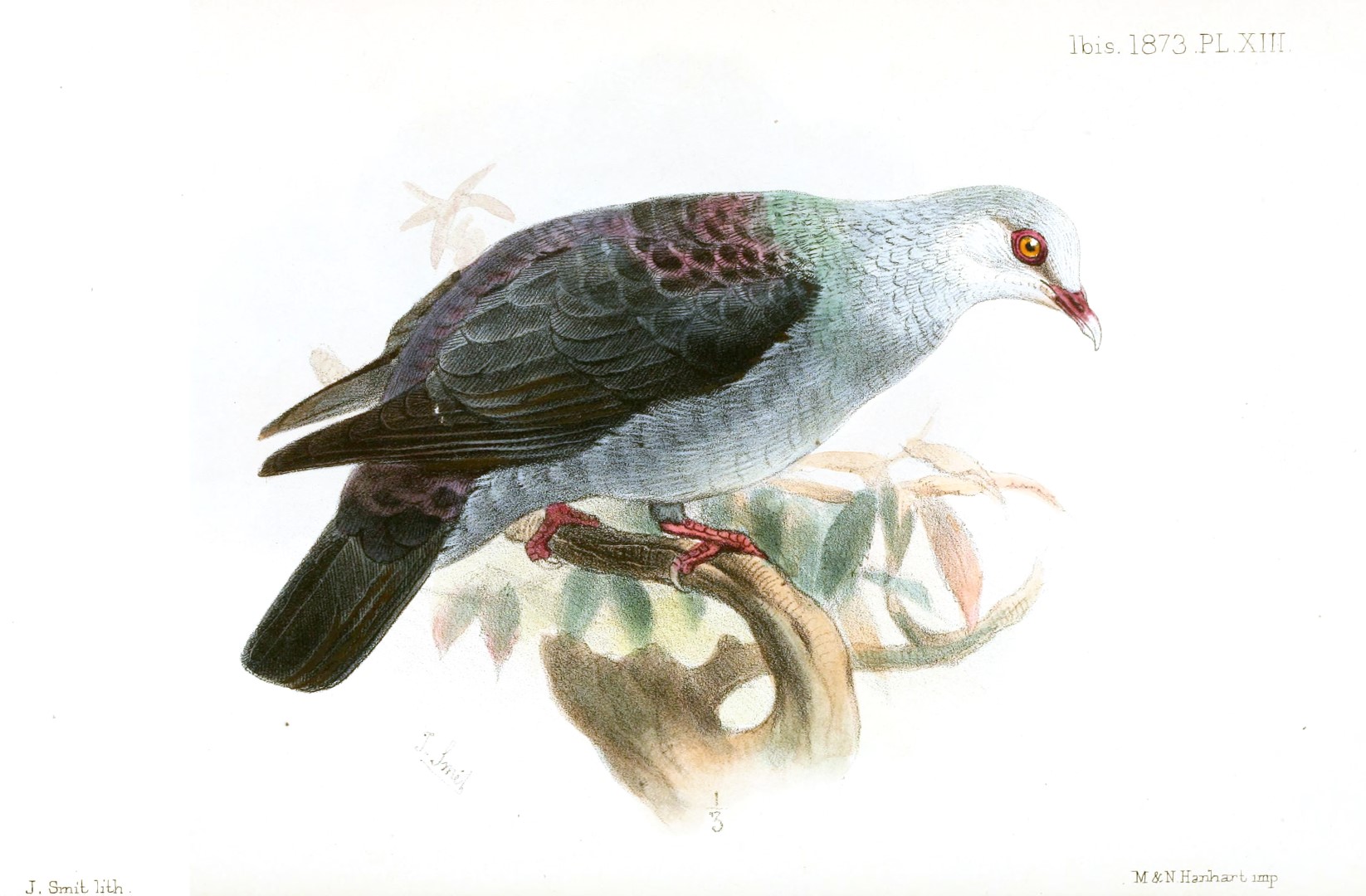 Nilgiri wood pigeon