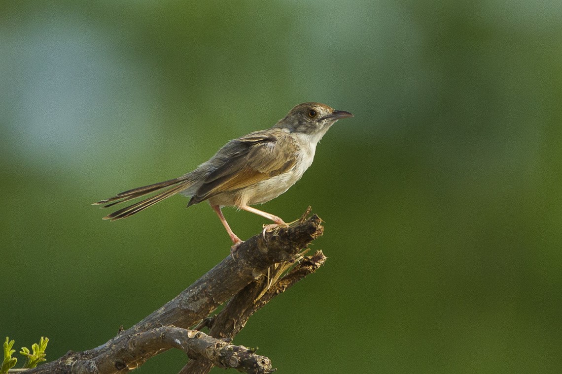 Njombe Cisticola