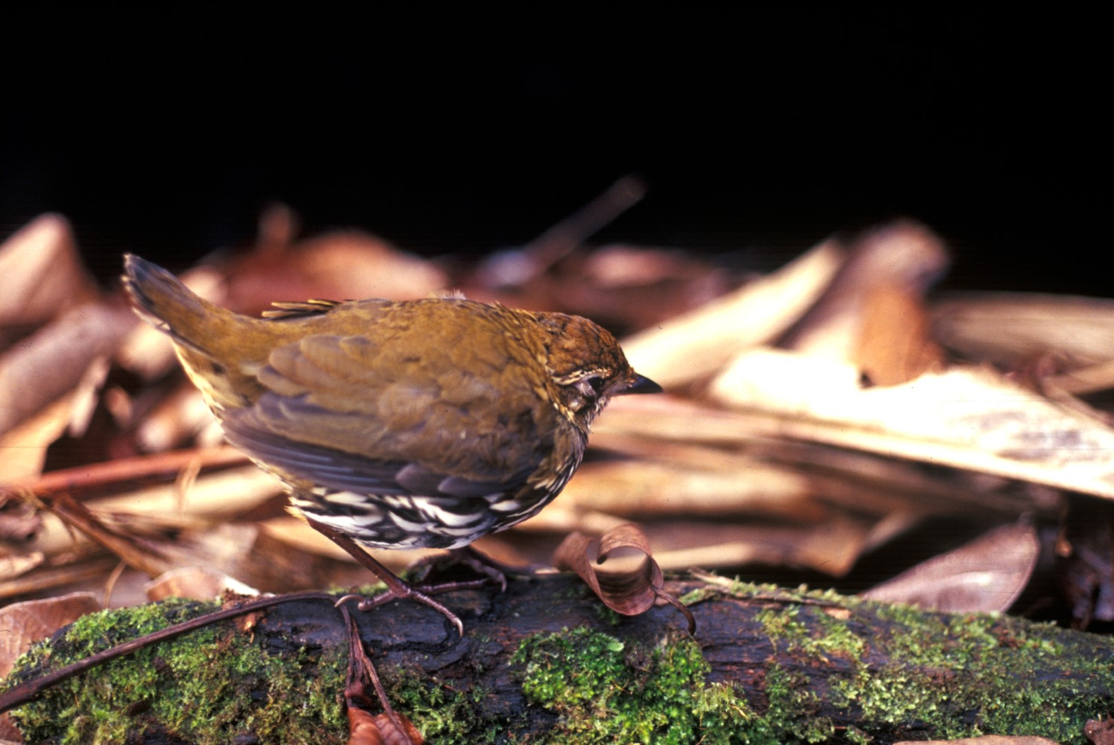 Noble Antpitta
