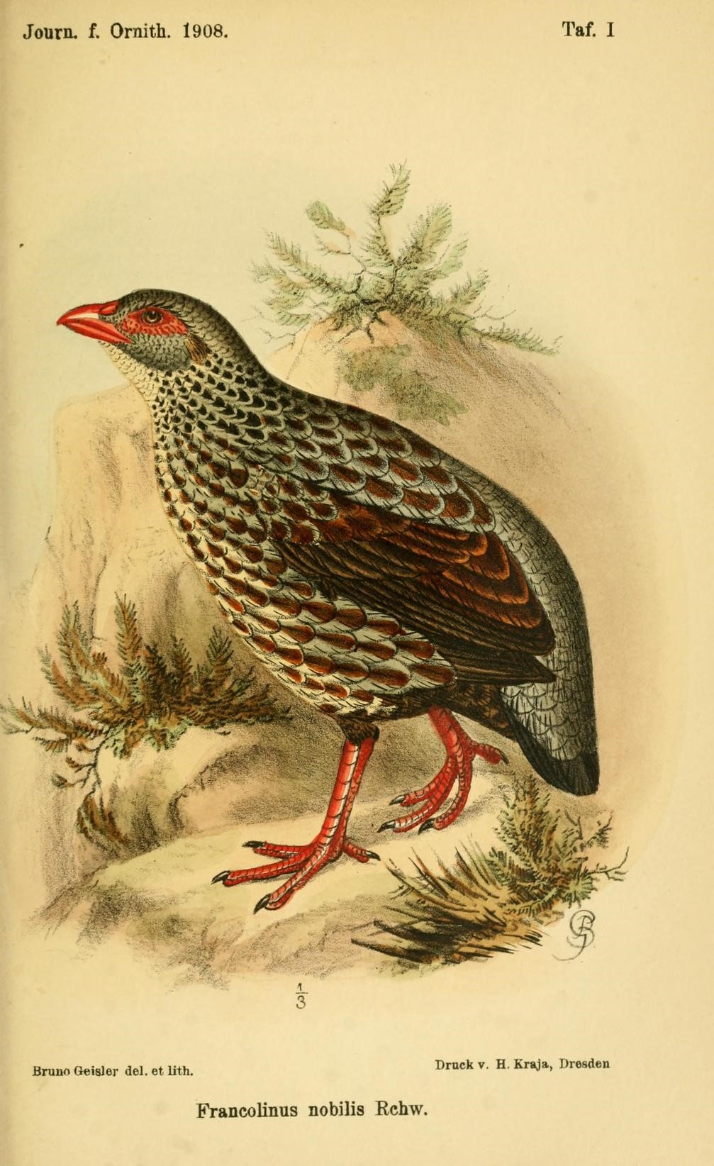 Noble Spurfowl