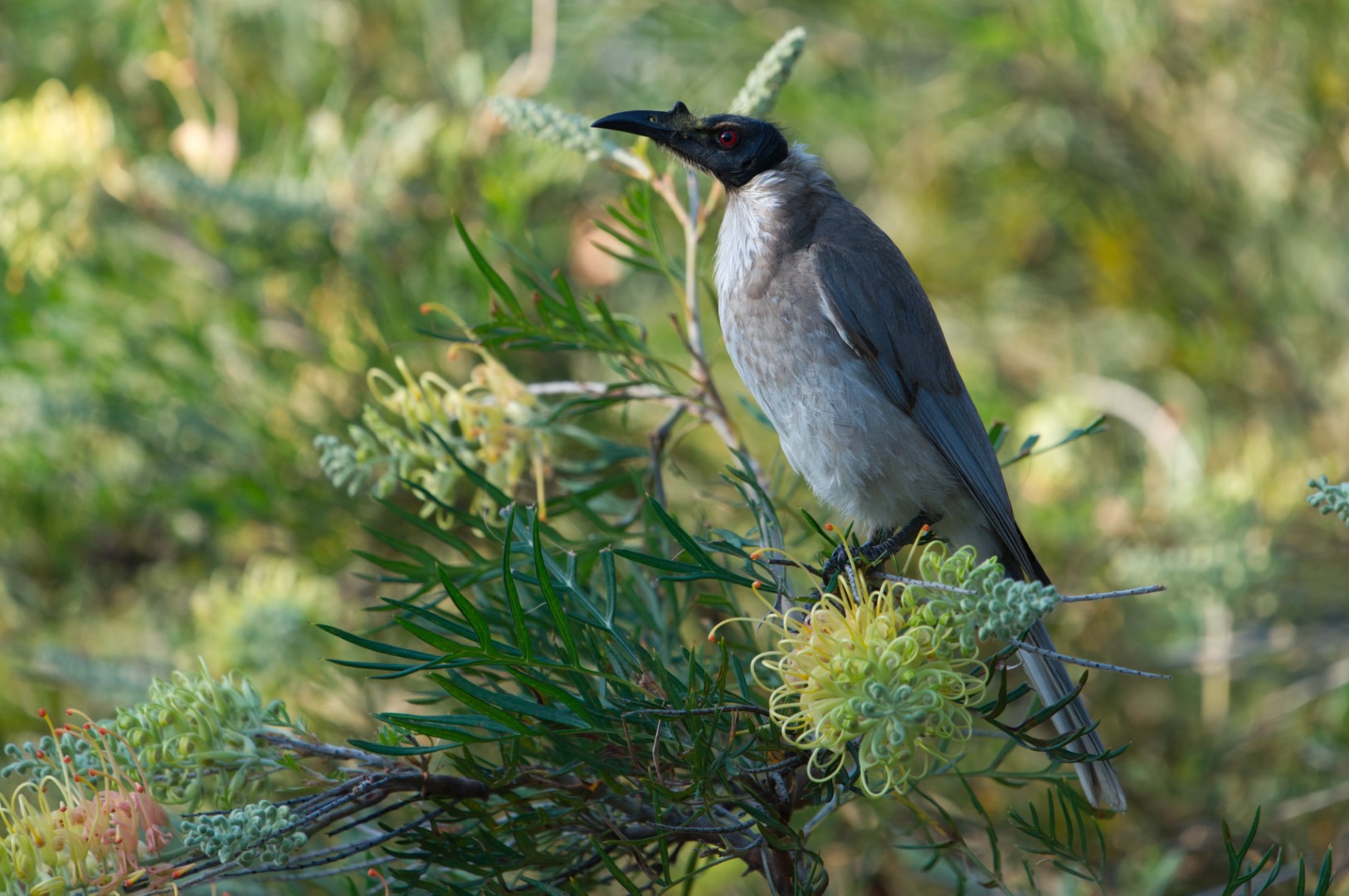 Noisy Friarbird