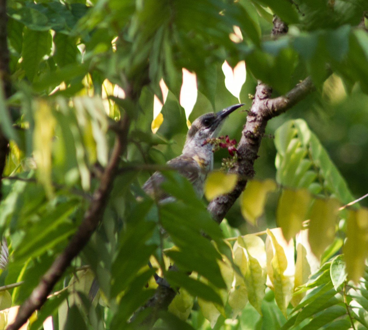 Noisy Friarbird