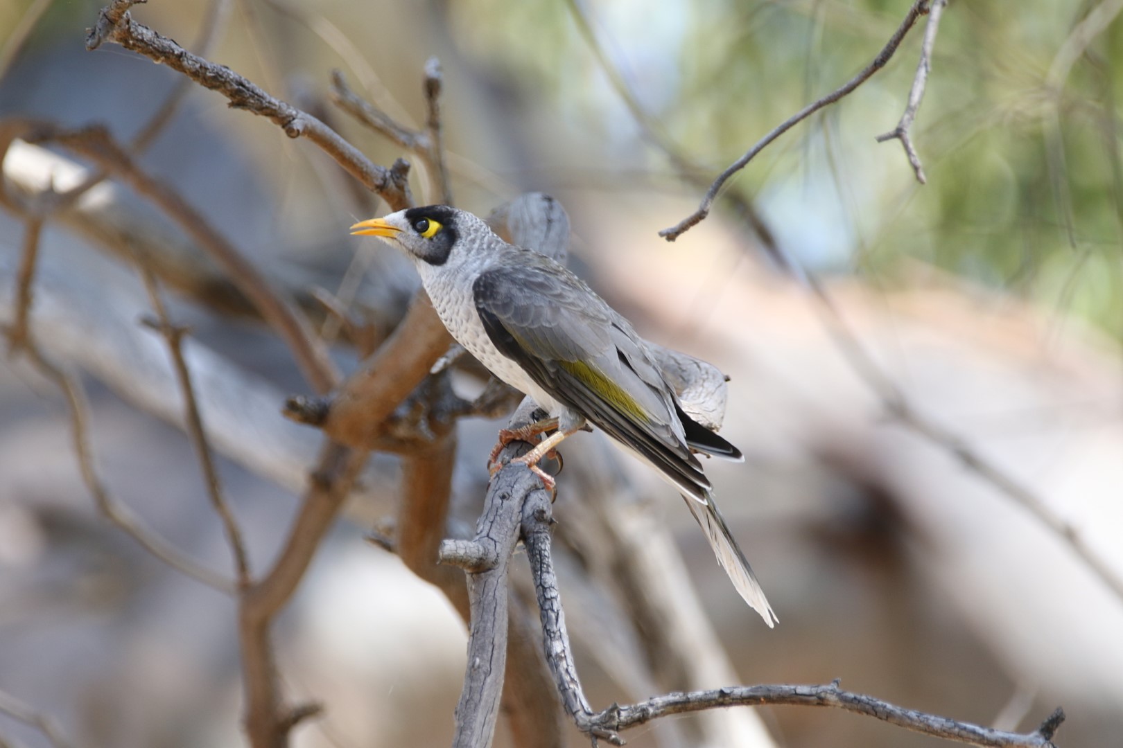 Noisy Miner
