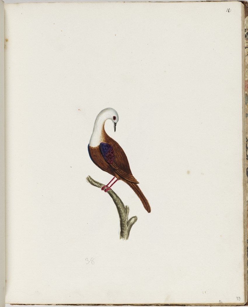 Norfolk Island Parakeet