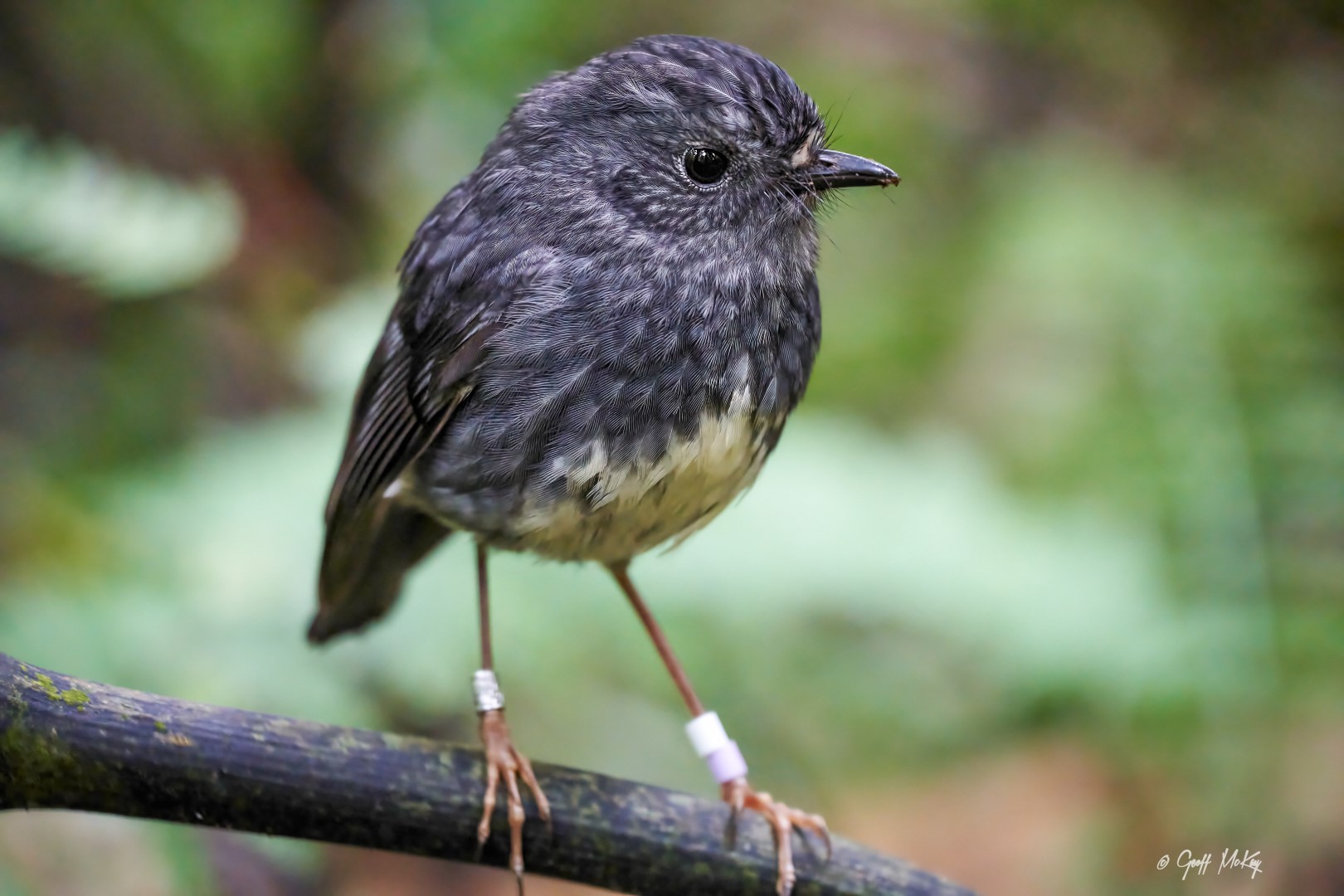 North Island Robin