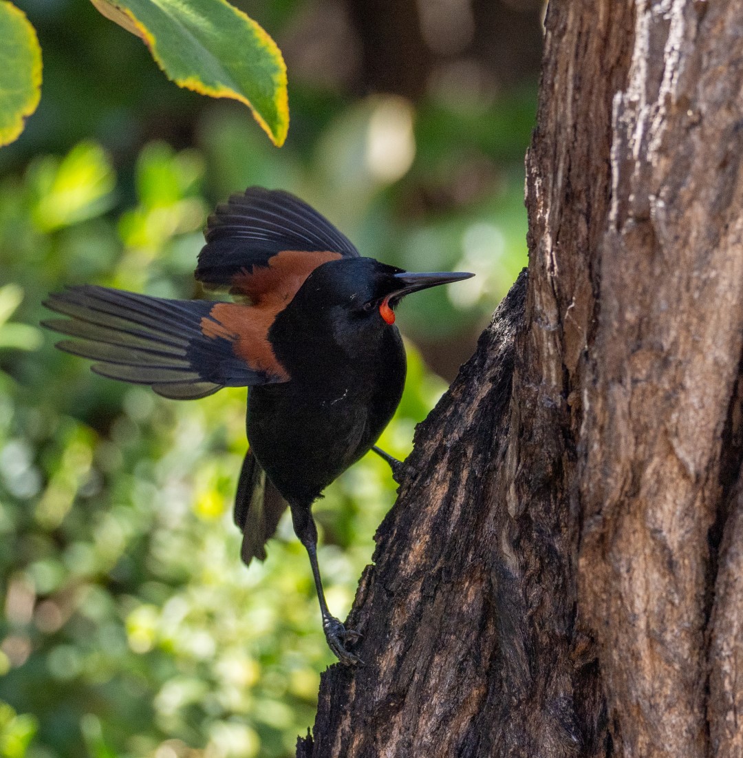 North Island saddleback